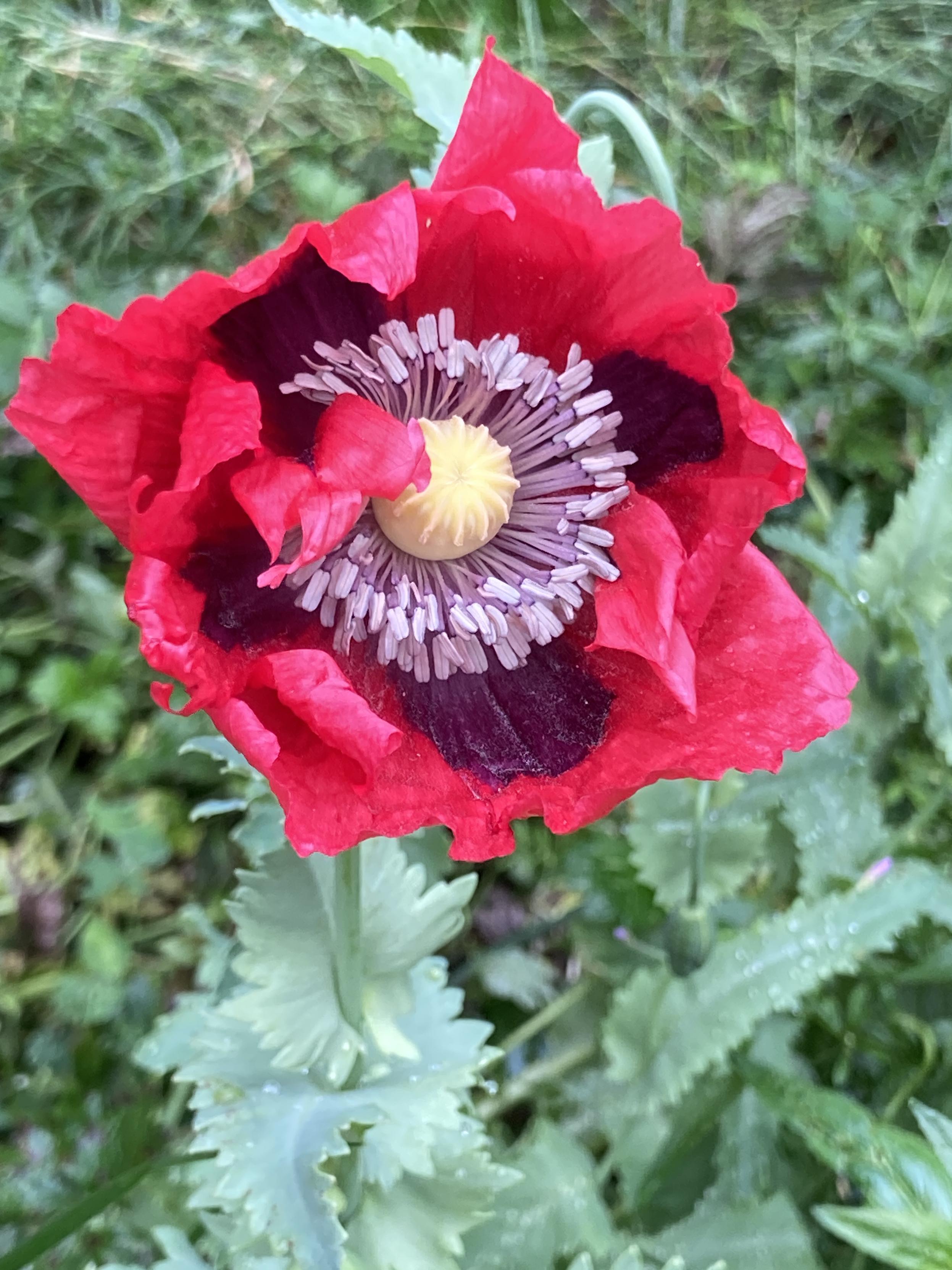 Close up photo taken outside during the day of a blousy deep red poppy with dark purple splotches at the base of each petal. The center is yellow with gray stamen topped by gray anthers. Foliage in the background.