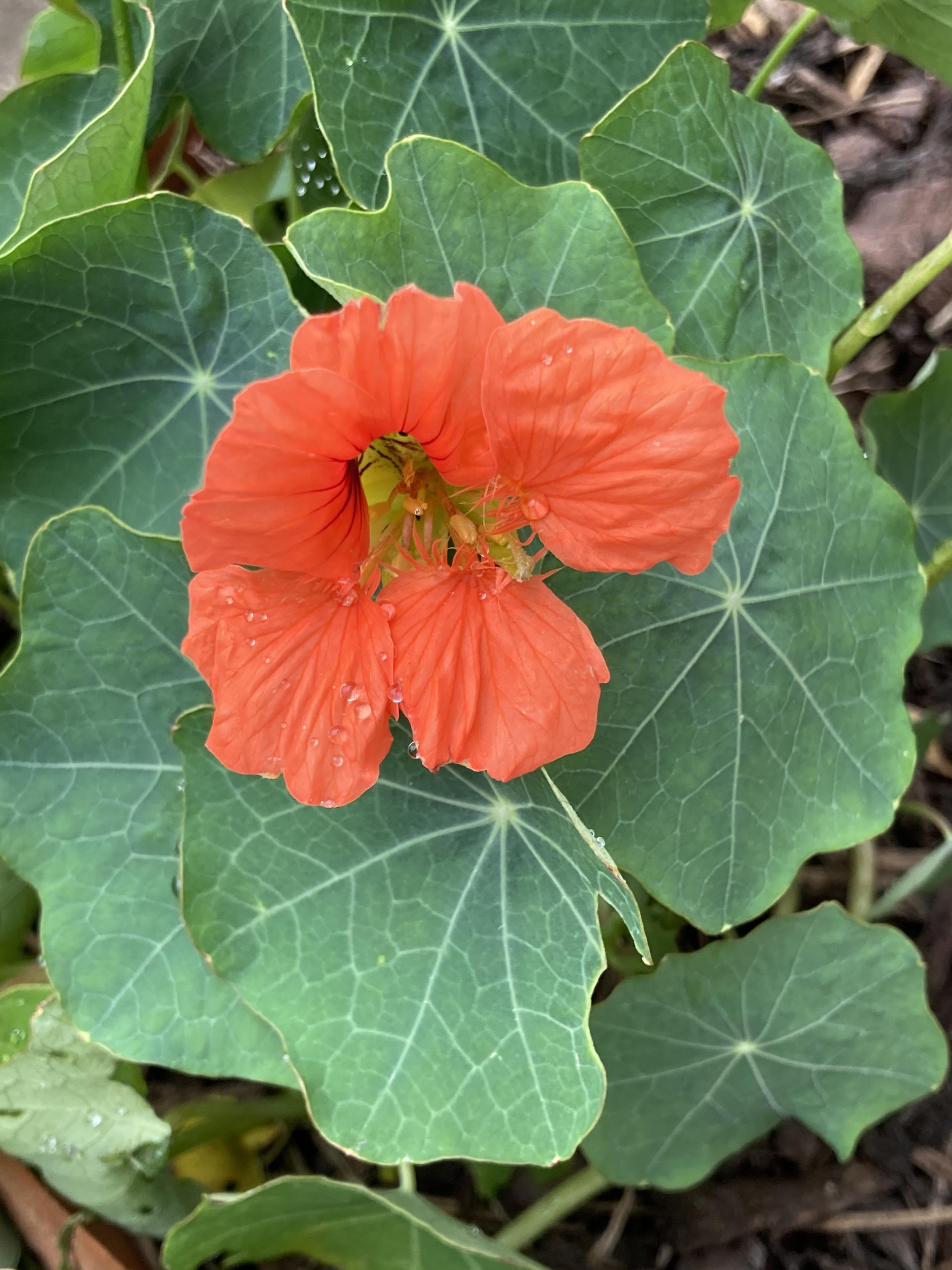 Close up photo taken outside during the day of a coral coloured nasturium flower backed by the dark green, round leaves.