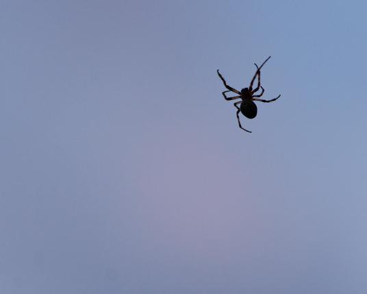 Spider silhouetted against blue sky with legs splayed out 