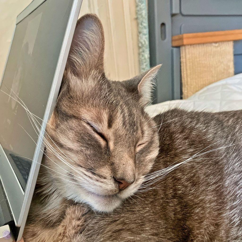 A gray tabby cat has fallen asleep with one side of their face, appearing to hold up a laptop screen with his face.  There's wide white whiskers lying back on his shoulders on one side,the other side has whiskers past the edge of the screen, with the rest of his body out of frame.