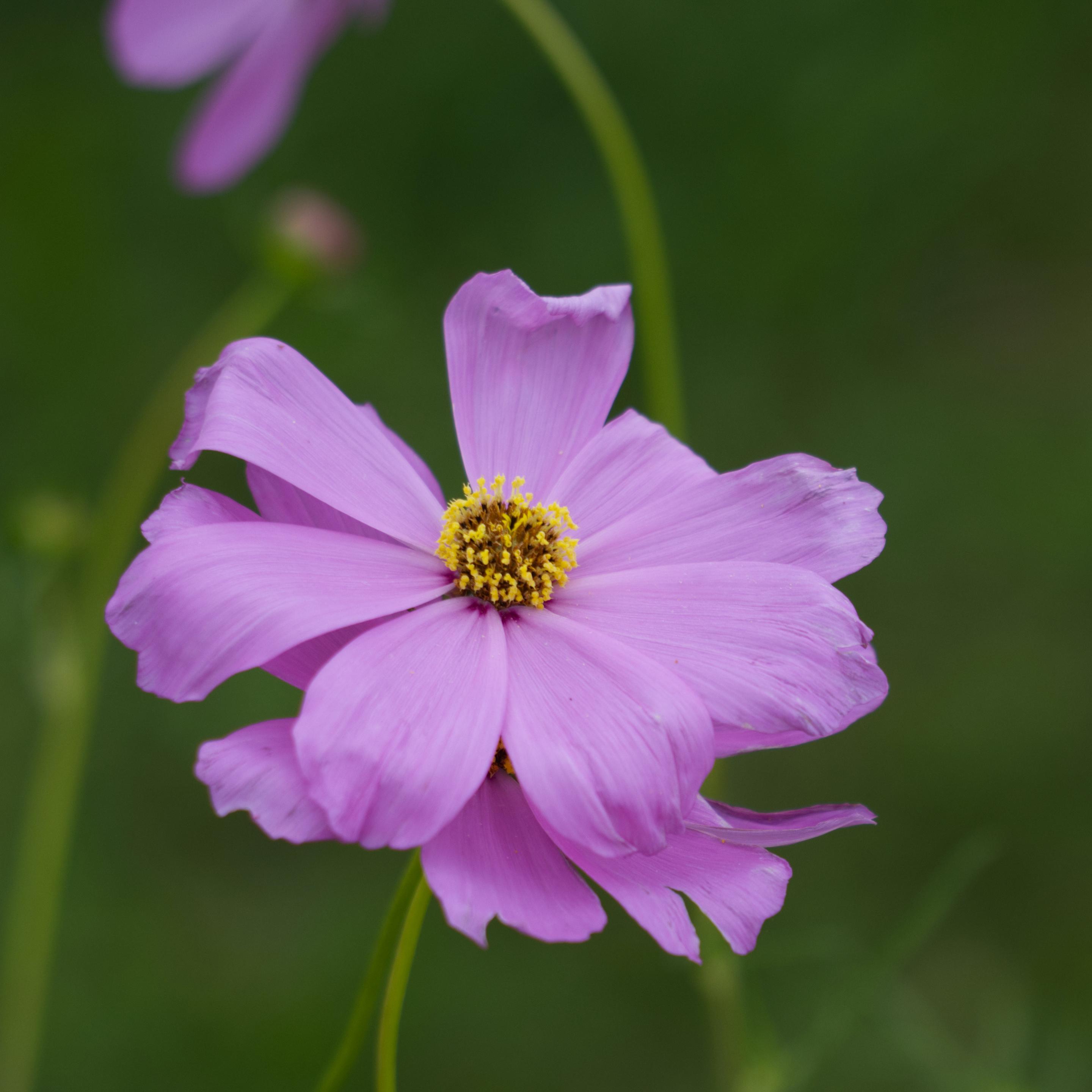 Großaufnahme einer pinken Cosmea-Blüte