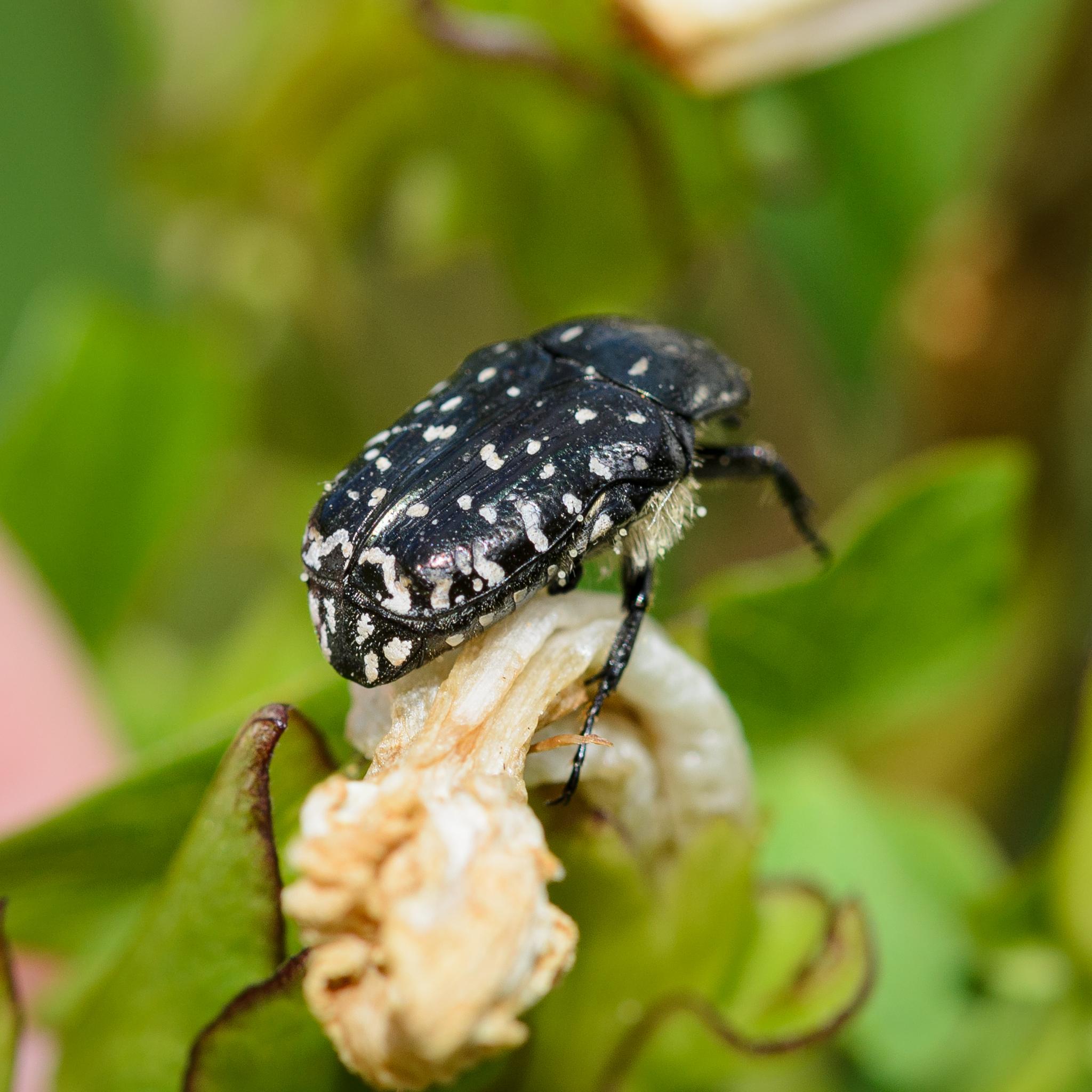 A large chafer on a dead flower, seen from the side and behind. The chafer is mostly shiny black with many white patches. There are many white hairs under the front legs, while the legs themselves are black.
