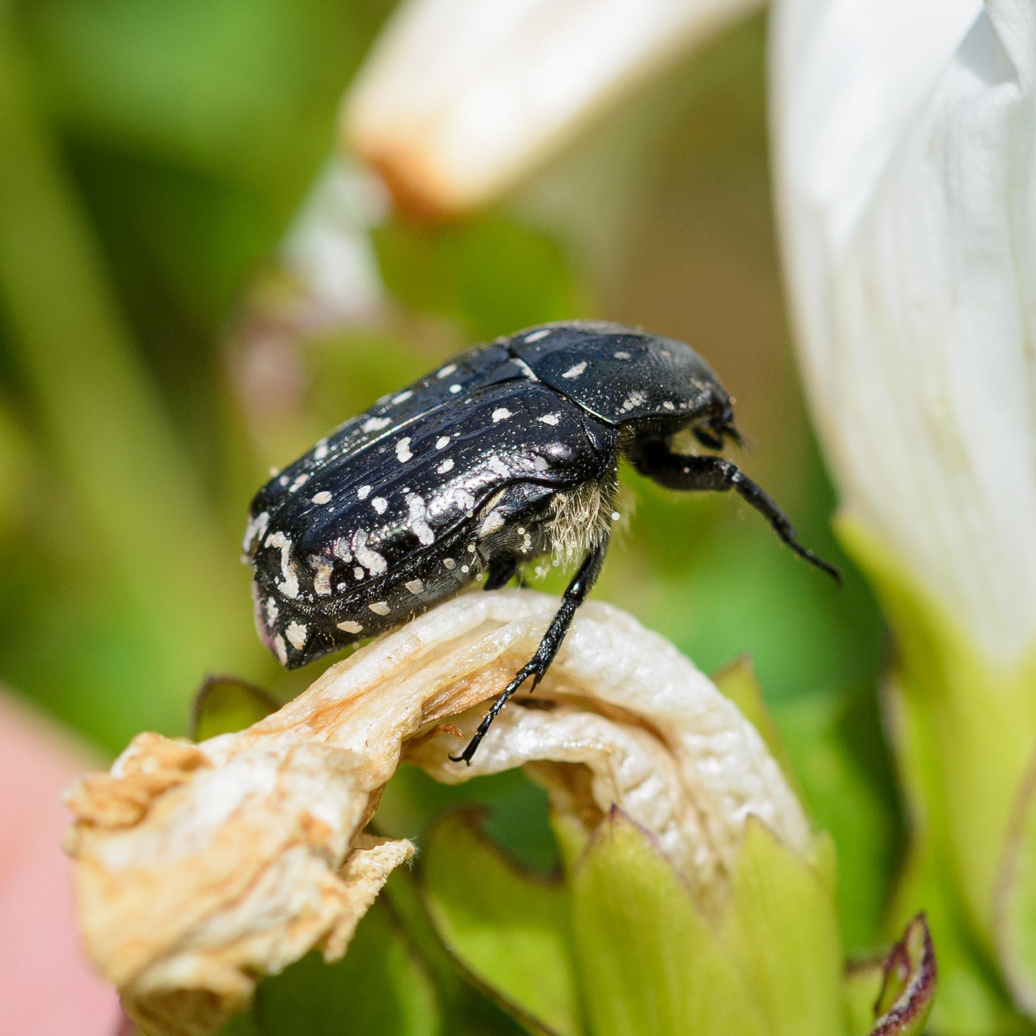 Another view of the same chafer, this time from the side.