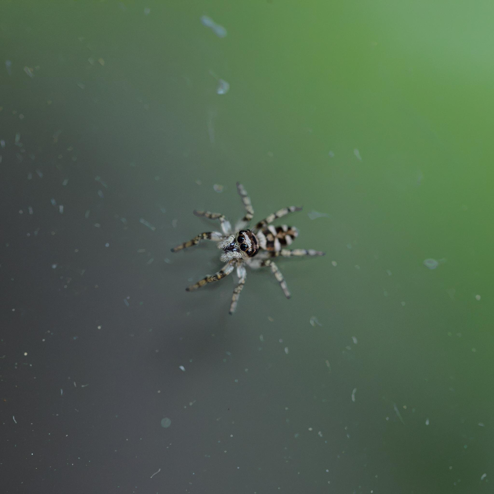 A small black and white spider looking up at the camera with big black eyes, seen on a rather dirty window.