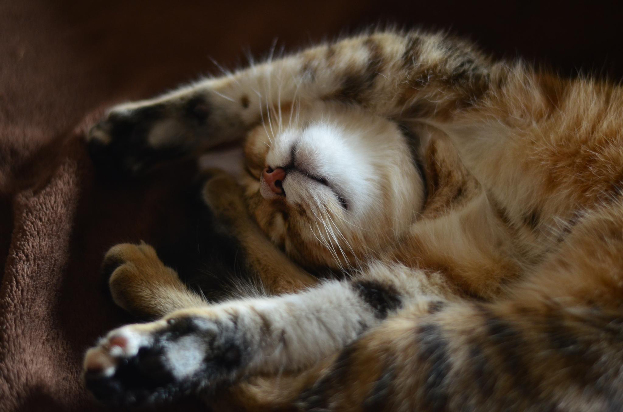 Chat endormi sur le dos.