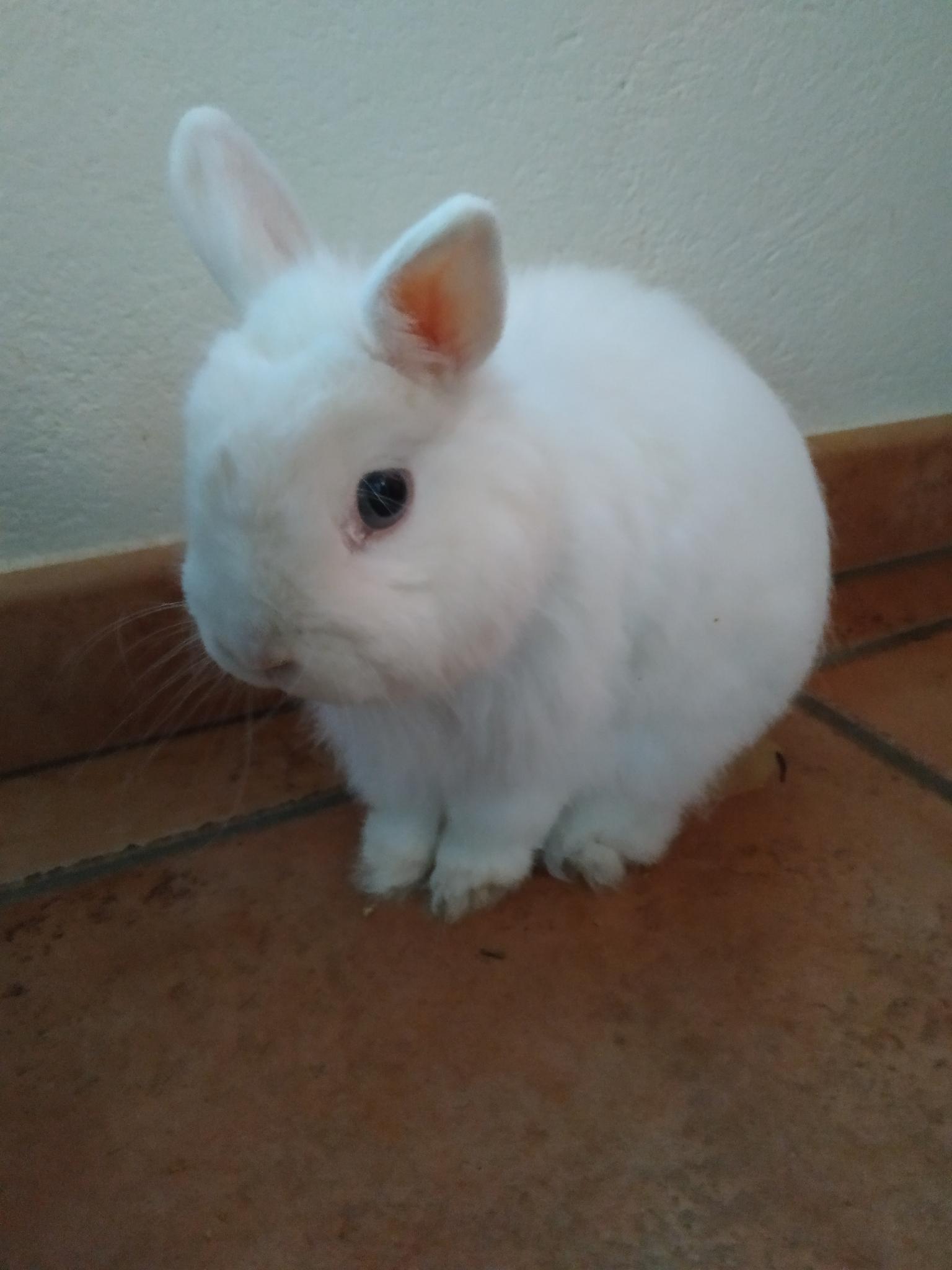 Lapin nain blanc.