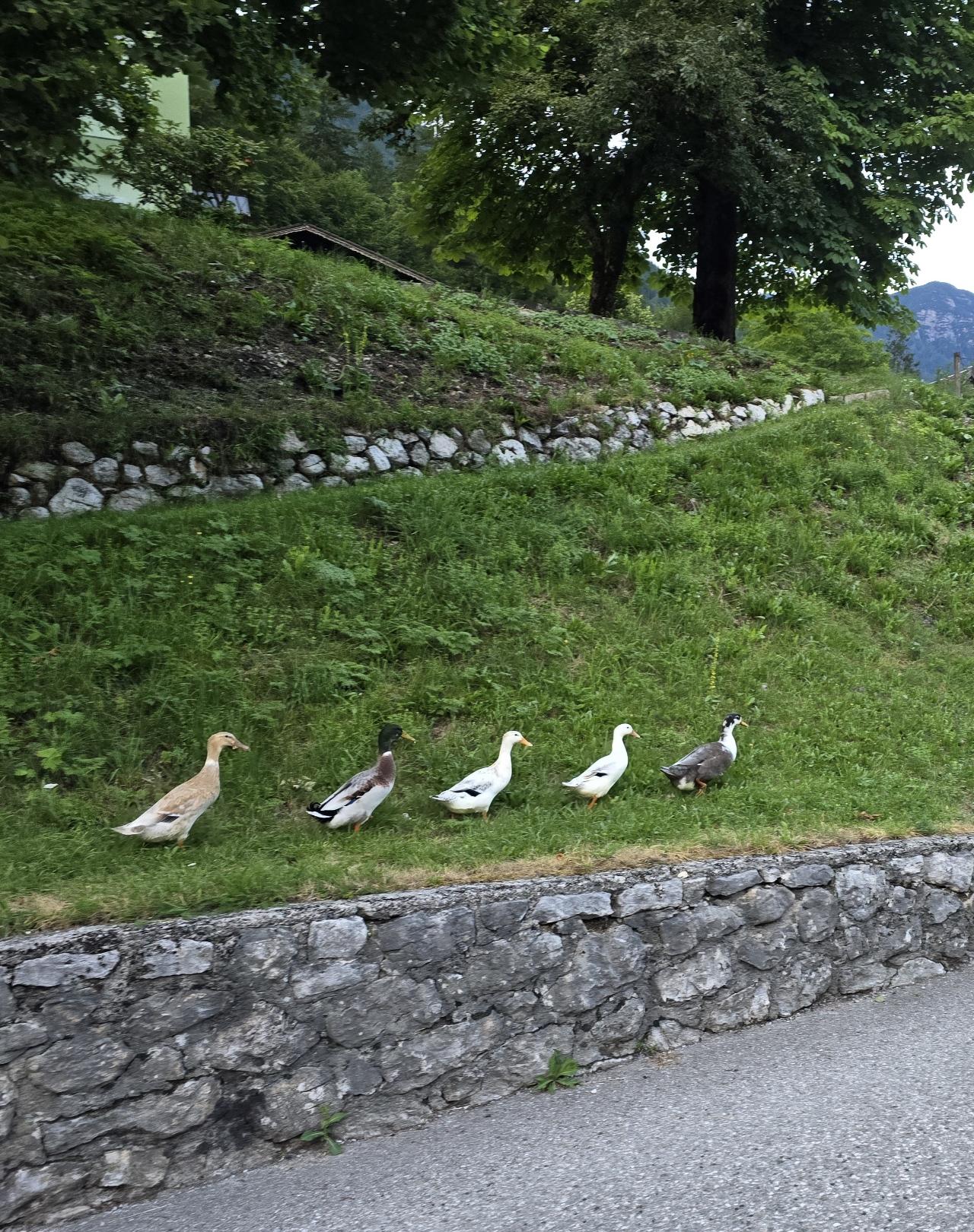 Fünf Enten gehen in Reihe an der Straße entlang.