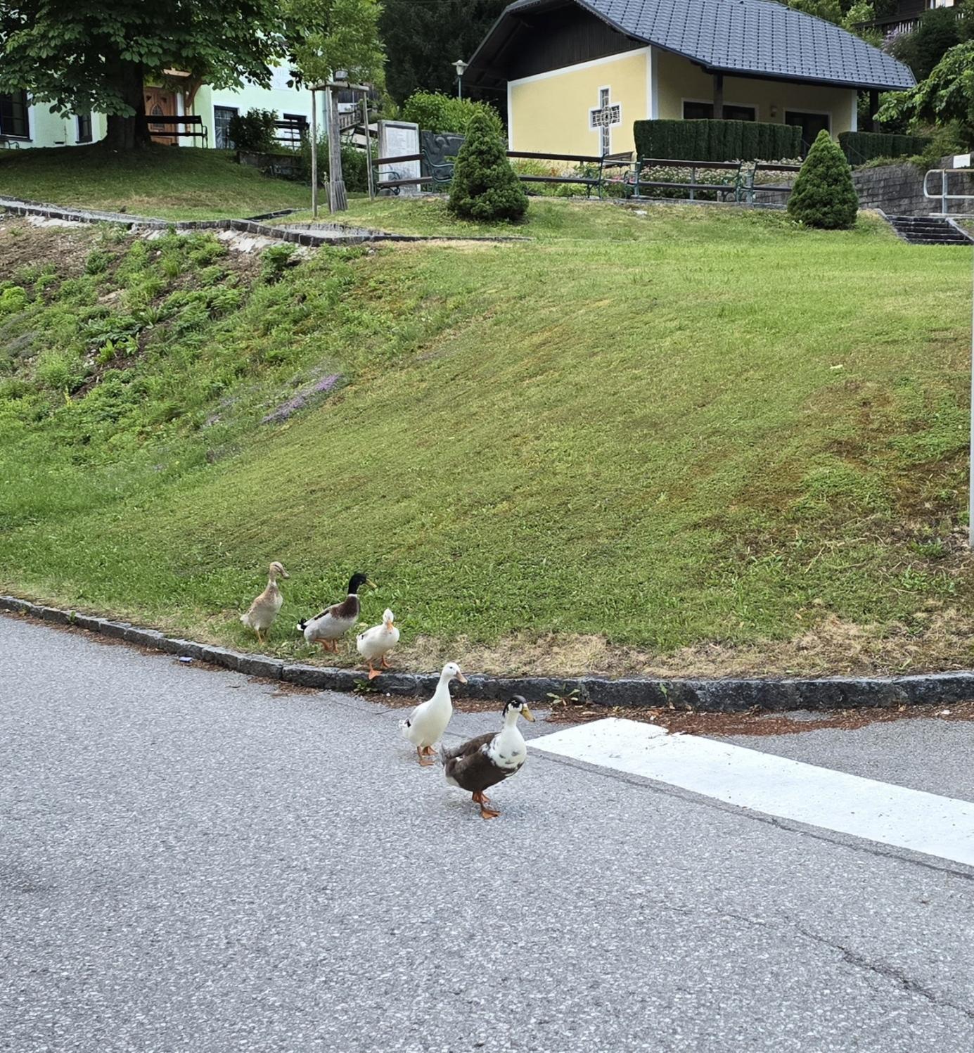 Fünf Enten gehen in Reihe auf eine Kreuzung zu.