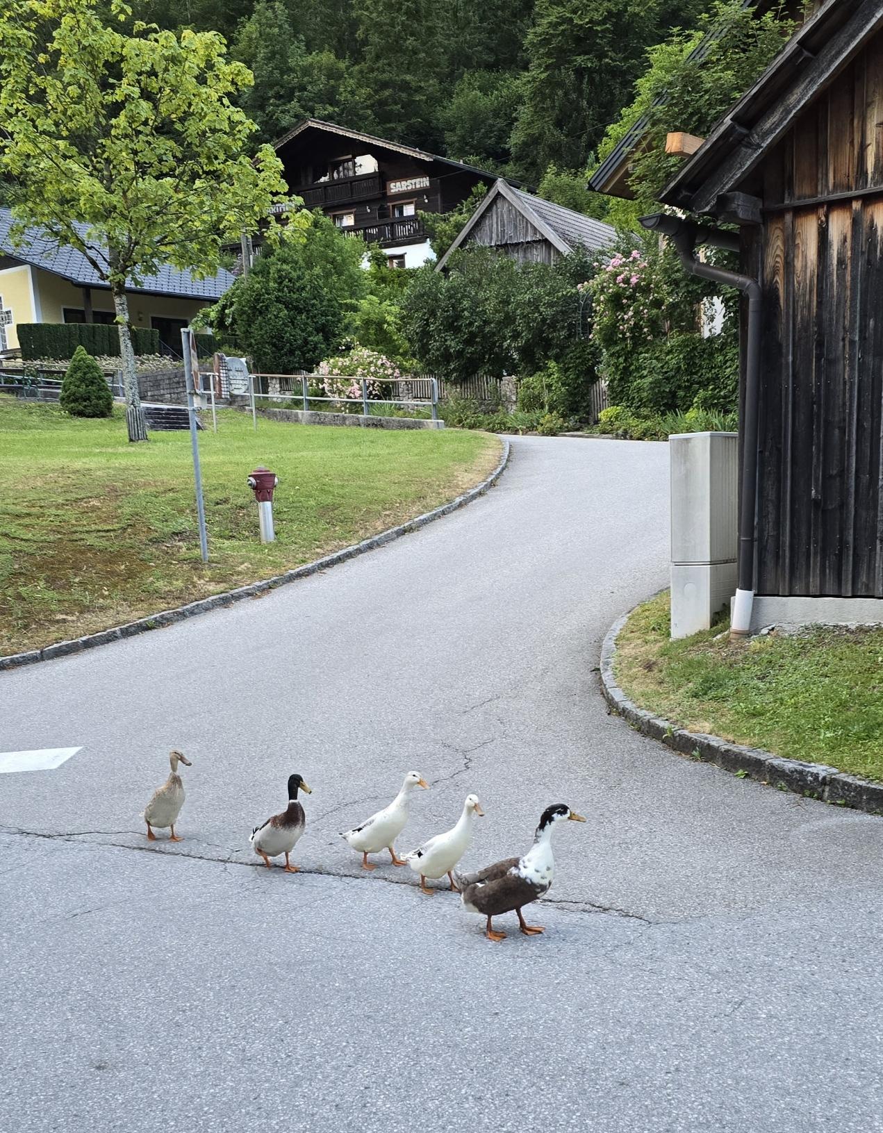 Fünf Enten gehen in Reihe über die Kreuzung.