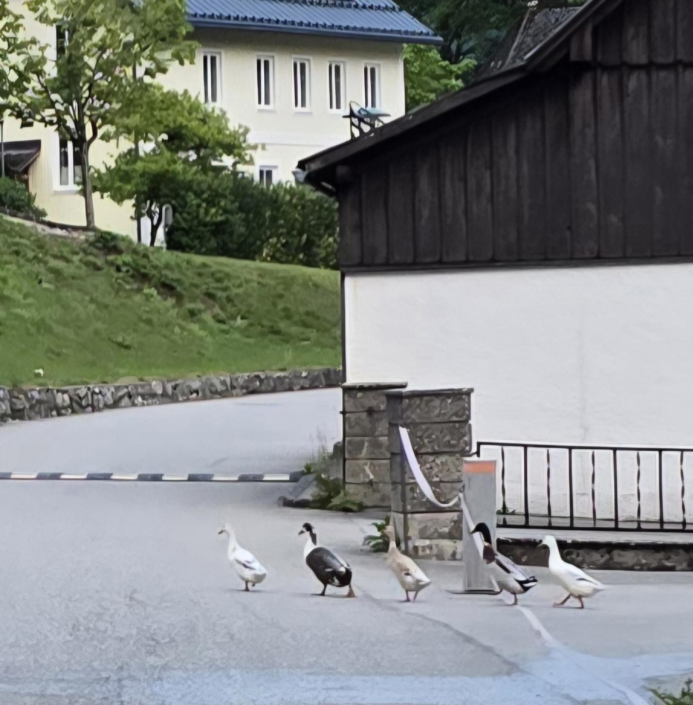Fünf Enten gehen in Reihe über die Straße.