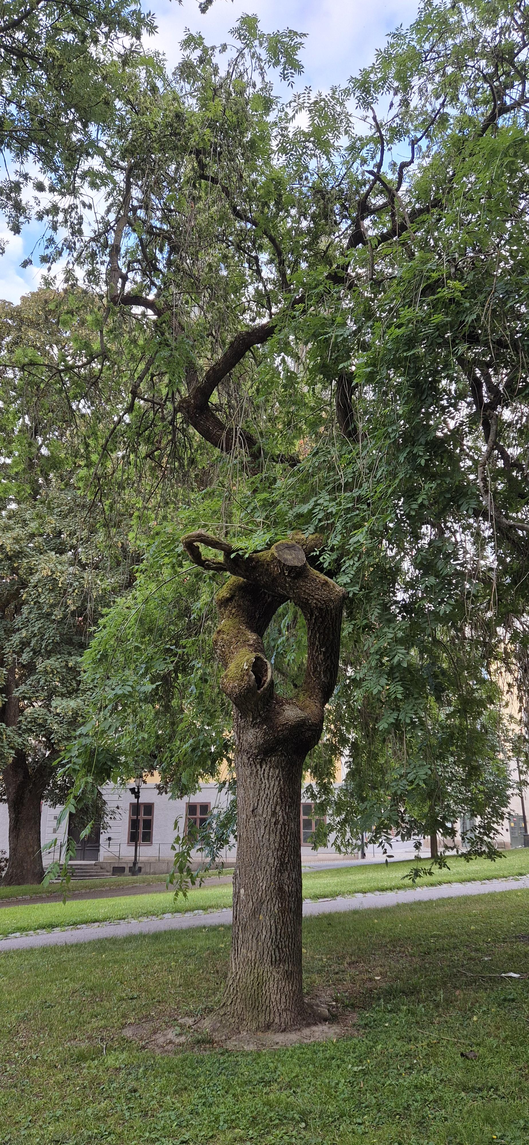 Tree with twisted trunk covering a view over Uppsala cathedral.