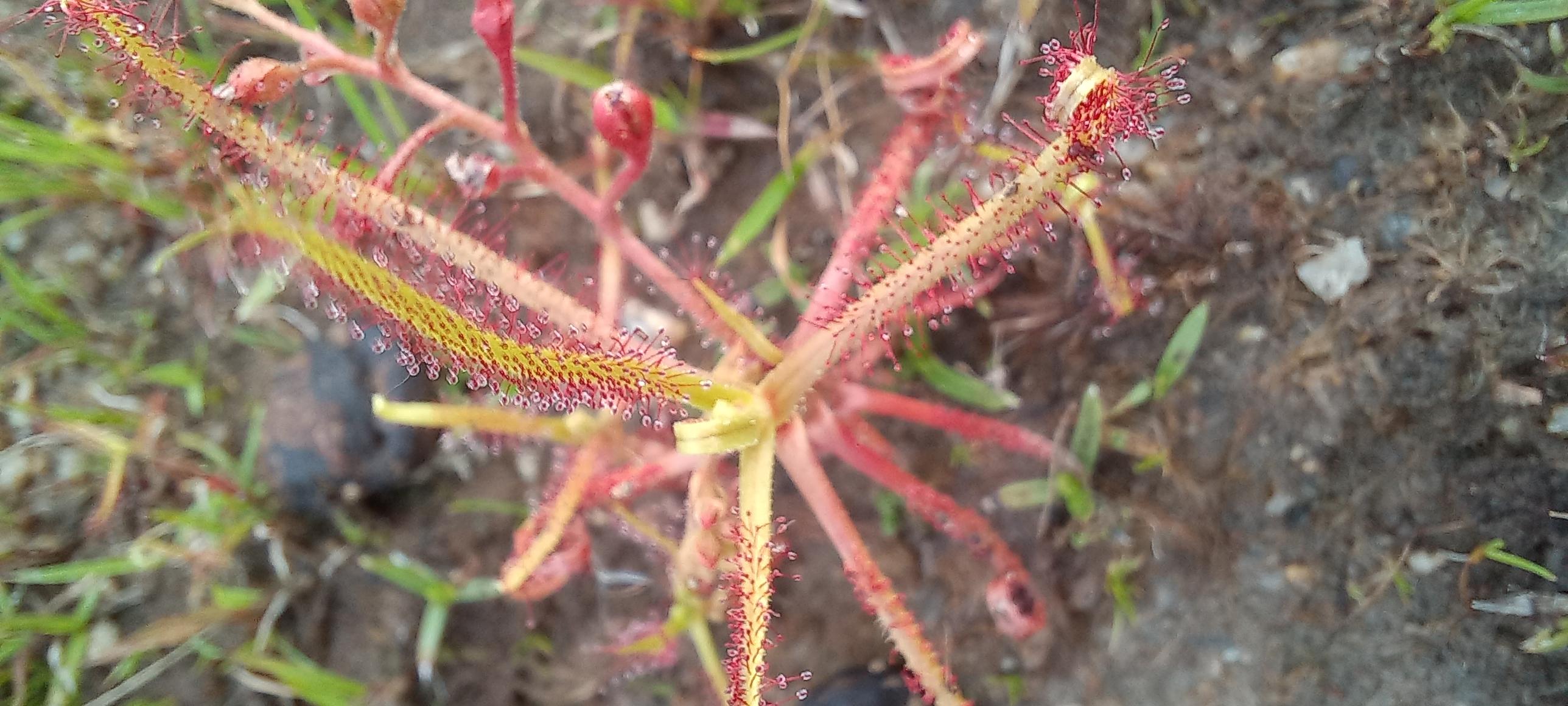 A landscape picture of a plant with pink branching stems , each stem covered in thin hair and each hair has a dew drop glinting from the tip. I guess this bejeweled dressing is why it is called Sundew. 

Some of the stems hAve an ovalish pink-red bud, in other plants nearby we saw small open pink flowers.

The more common Sundew found in India, with its binomial name Drosera indica. 

The plant is actually very small, just a few inches tall, but spreading. 

The habitat it was growing is was on a thin layer of soil atop exposed gently sloping metamorphic rocks with folda, cavities, nooks ans crannies that allowed soil ans moisture to accummulate to make a microhabitat 

Animals have been grazing / foraging here too.  (Goats,cows,possible some wild animals like hare and wild birds too)

Because of the recent monsoon rains the grass and other plants are growing lush and green  among the low grazed grass were these beauties. Quite a few of them, indicating a rich insect presence (and habitat i suppose)