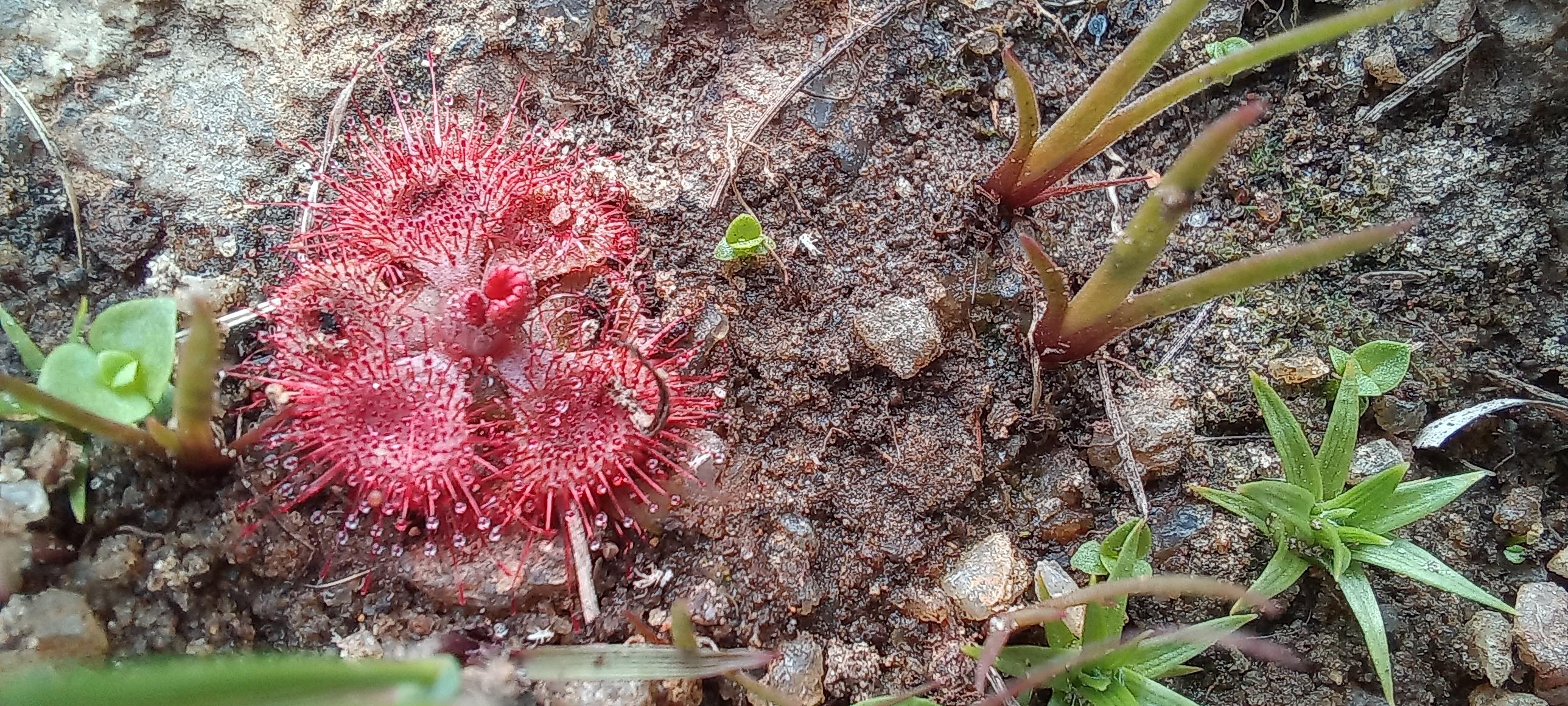 A landscape view of a small ground hugging Tropical Sundew plant with its pink rossette formstion that indicates what it is. 

It's scientific binomial is Drosera burmanni (wonder if burmanii is related to Burma)

The plant is a series of flattish overlapping circular disks - each a bright red-pink. Each disknhas thin hair on the tip of which is a dew drop, i think sticky in nature to attract and trap insects. 

Right at the entre seems to be a bud for a new disk emerging, or is that a disk that has closed over an insect ?

This plant is really tony6, My estimate is less than 1.5 cm across. 

If one sees closely one can see some insects (trapped) by the plant

As per wikipedia this plants capturing of insects is fhe fastest among all the drosera (just a few seconds to a few minutes).

## Habitat
Same habitat as the Indian Sundew posted alongside, but reproduced here 

The habitat it was growing is was on a thin layer of soil atop exposed gently sloping metamorphic rocks with folds, cavities, nooks and crannies that allowed soil ans moisture to accummulate to make a microhabitat 

Animals have been grazing / foraging here too.  (Goats,cows,possible some wild animals like hare and wild birds too)

Because of the recent monsoon rains the grass and other plants are growing lush and green  among the low grazed grass were these beauties. Quite a few of them, indicating a rich insect presence (and habitat i suppose)
