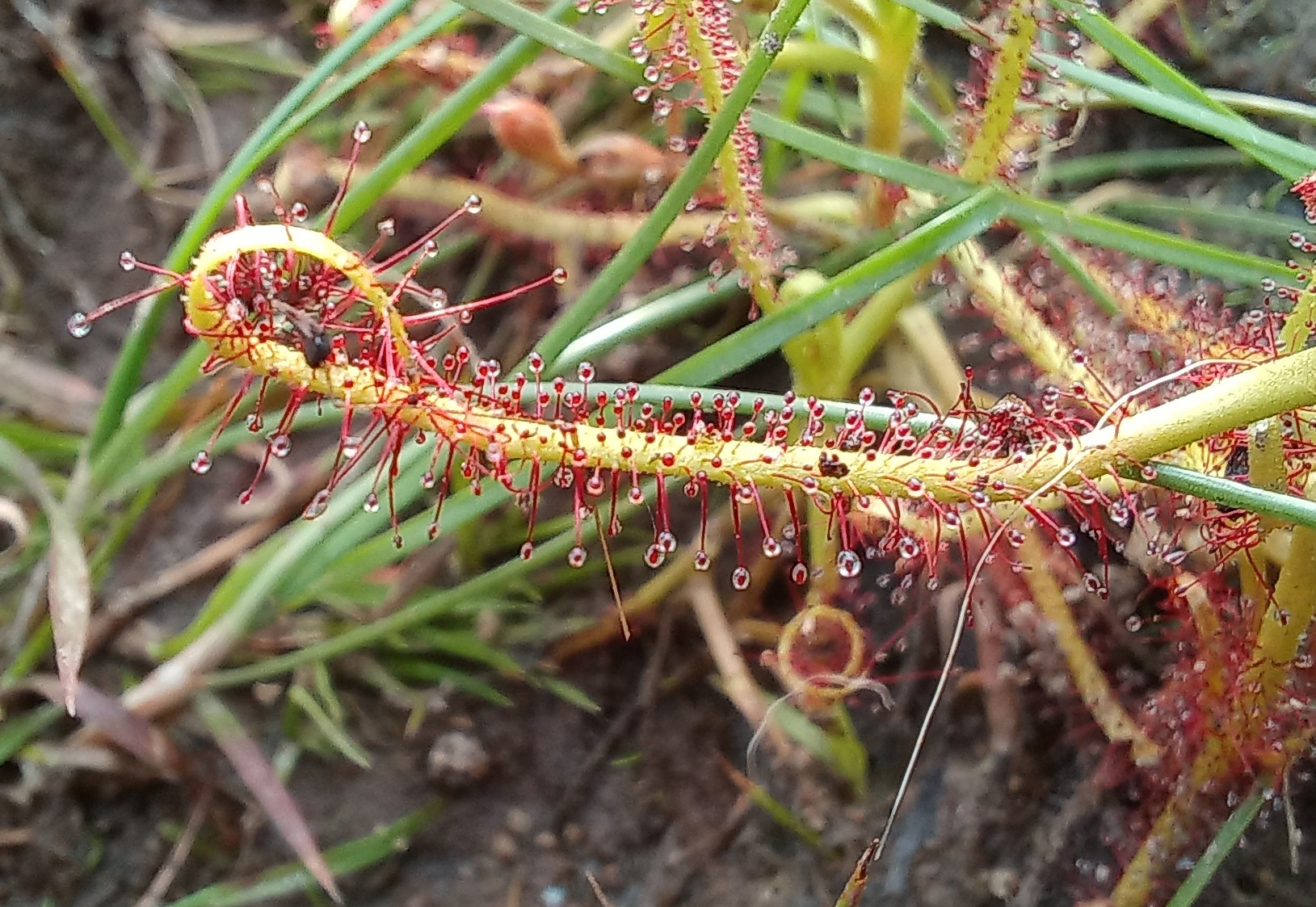 A close up view of an arm (stem) of the Drosera indica (Indian Sundew plant)

A more detailed description of rhe plant and its habitat ia in fhe picture just before 

This landscape picture is a closer view of an arm and its stick dew ,. Right at the end kne can see that the stem is curling up and has trapped a tiny (really tiny insect).

It seems this process of curling up can take a few minutes to a few hours. Not sure in this case how fast this action is.
