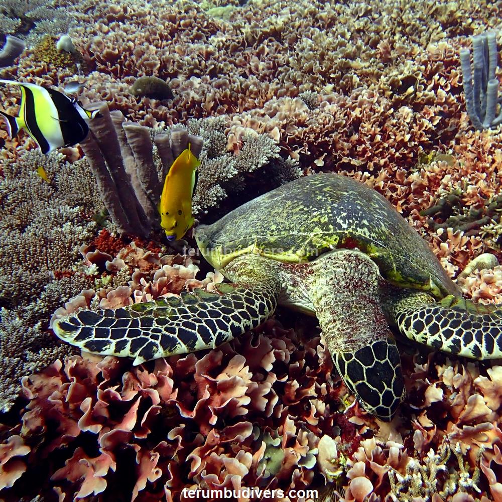 a turtle on a coral reef with fishes near diving lombok gili indonesia