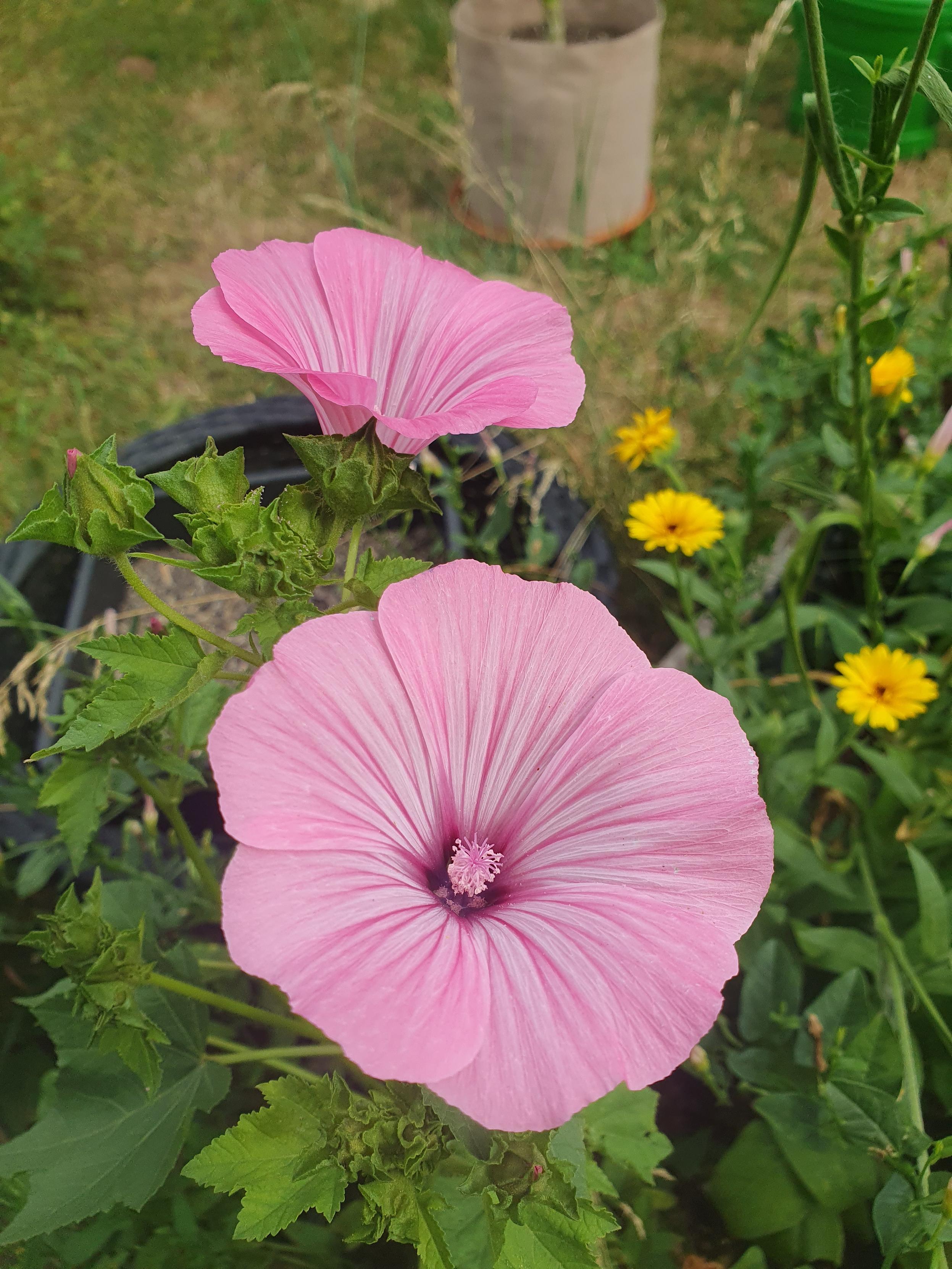 Zwei rosa Malven in einem Hochbeet voller Ringelblumen und anderem Gedönse.