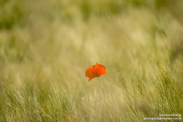 This image captures a delicate and serene moment in nature, focusing on a single, vibrant red poppy flower standing out against a sea of tall, golden grass. The poppy, with its bright orange-red petals, is the central subject of the image, drawing the viewer's attention with its vivid color and simple elegance.
The background is a soft blur of swaying grass, creating a dreamy and ethereal effect. The grass, a mix of light green and golden hues, sways gently, suggesting a light breeze. The soft …