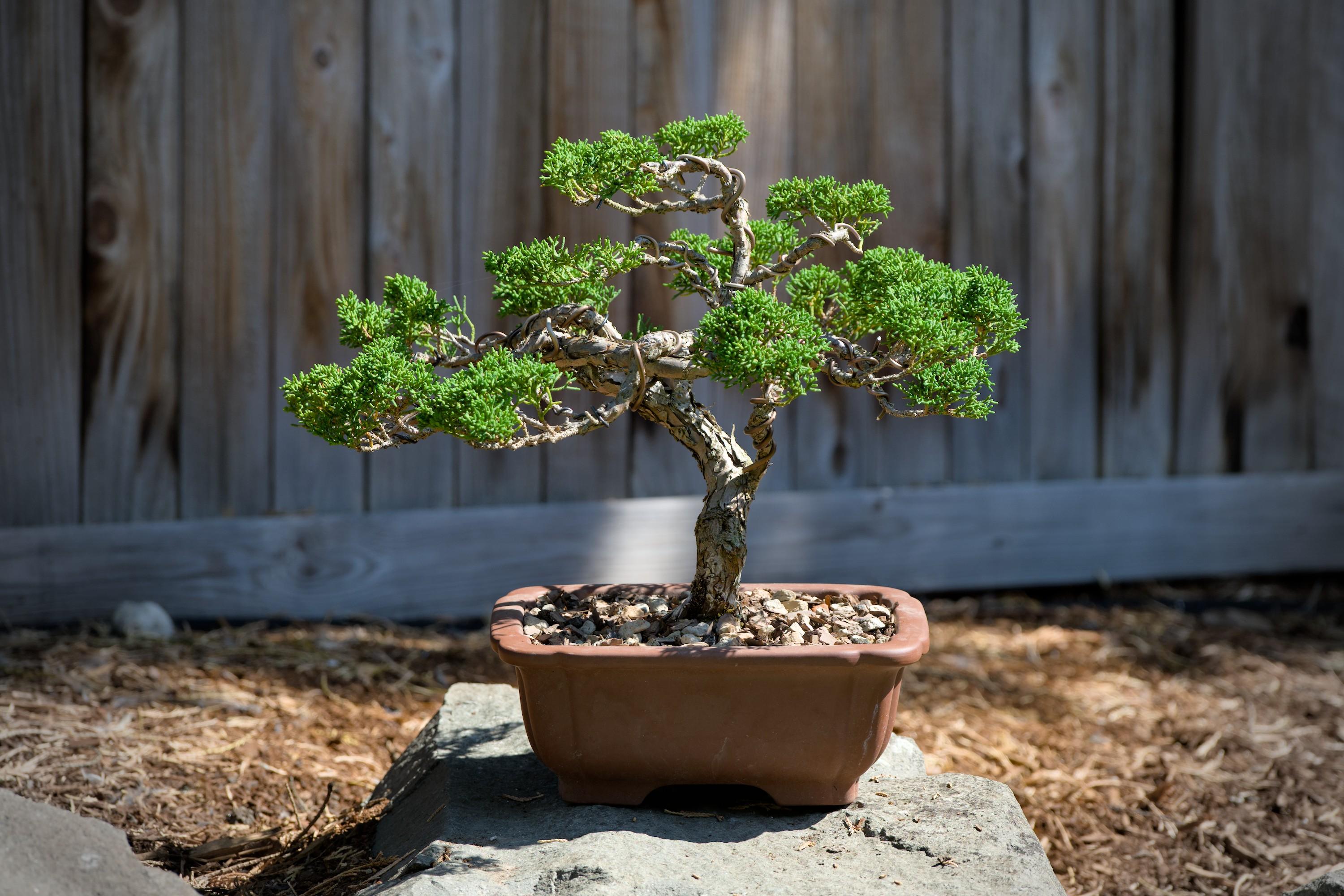 Small shimpaku bonsai tree in a pot, standing on a rock against the background of a bleached fence.
