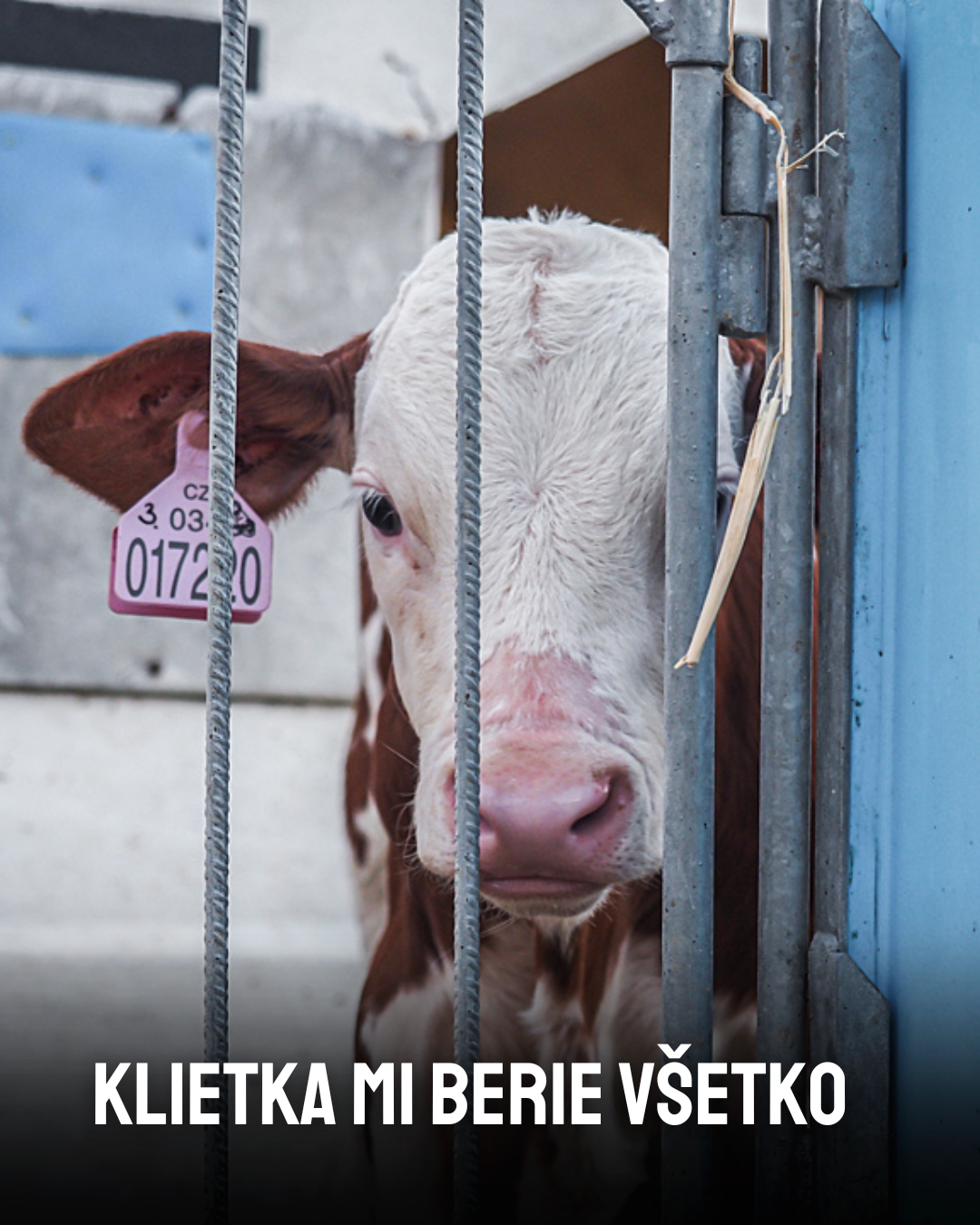 KLIETKA MI BERIE VŠETKO
opustené teliatko za mrežami klietky