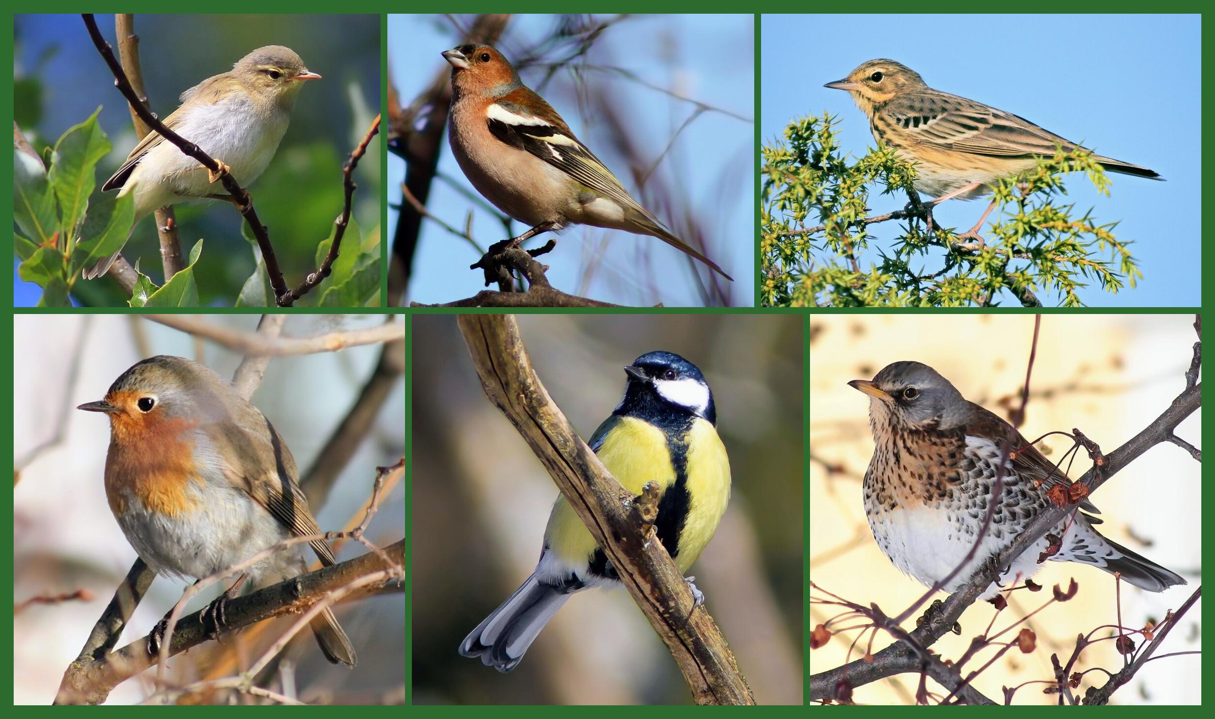 A photomontage of the birds in today's updated quiz.