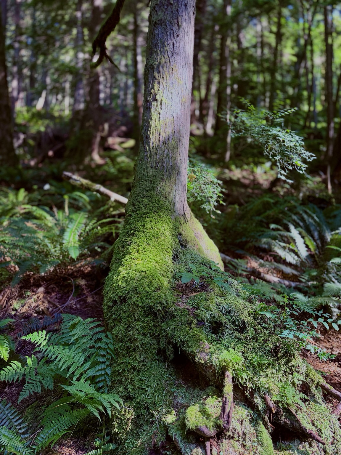 Lower section of a tree trunk will a coat of moss and ferns around it. There is a glow of sunlight on it.