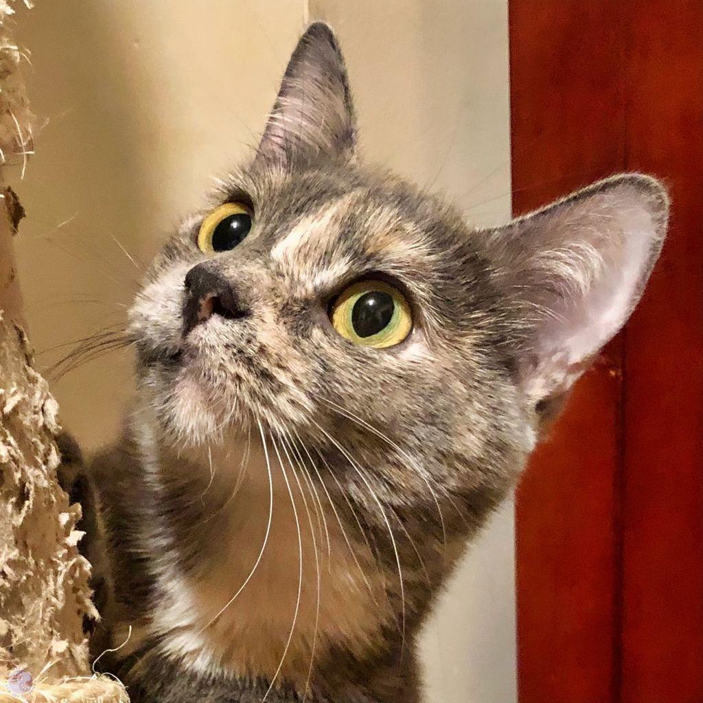 The head of a dilute tortoiseshell kitten at six months, with big ears, big round gold eyes, and a tilt that focuses her attention out of the frame, lifted to show a big white patch of white on her throat and jaw.
