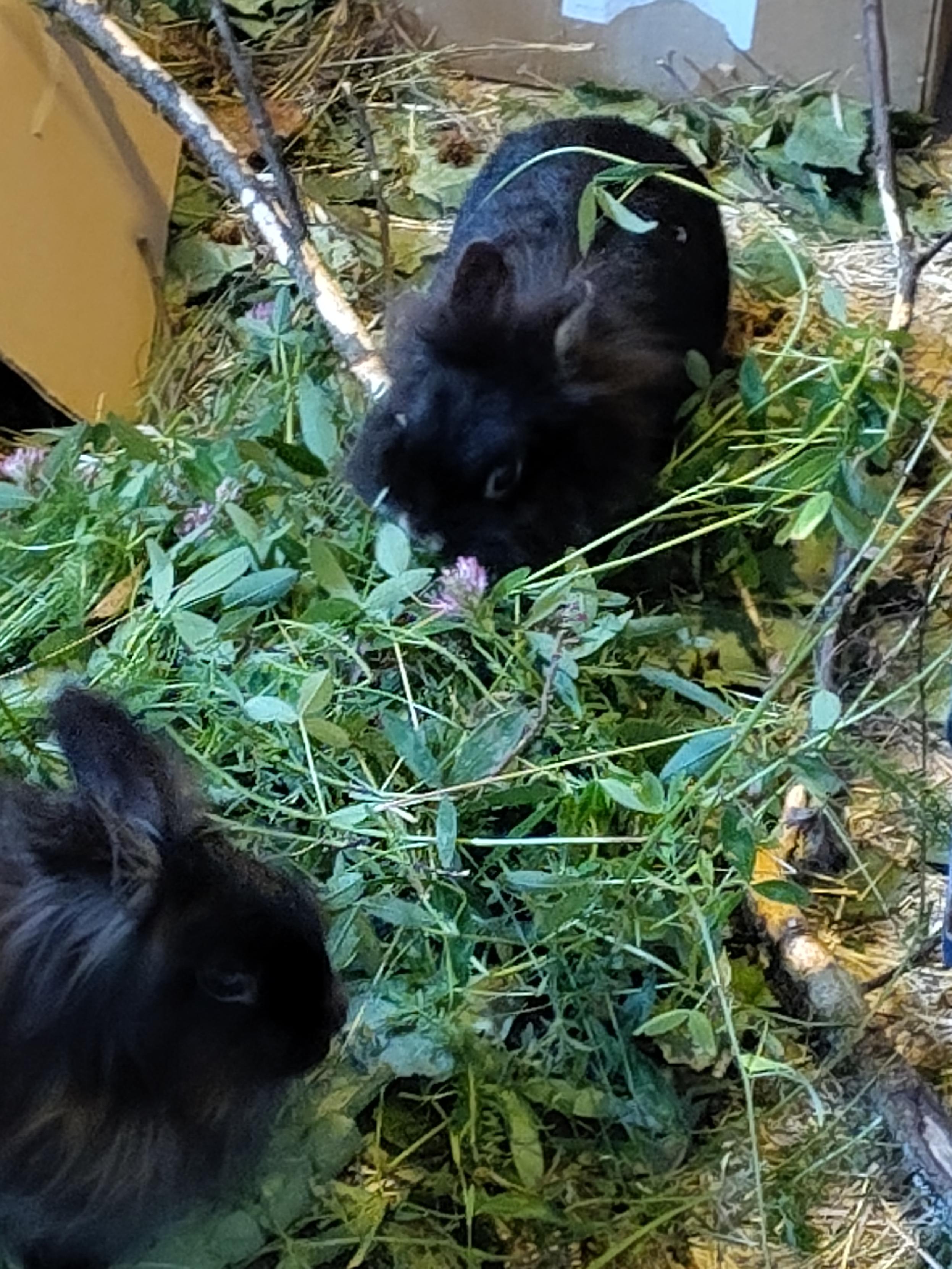 Two black lionhead rabbits going through their bundle of fresh grass, with some clover blossoms on the top.