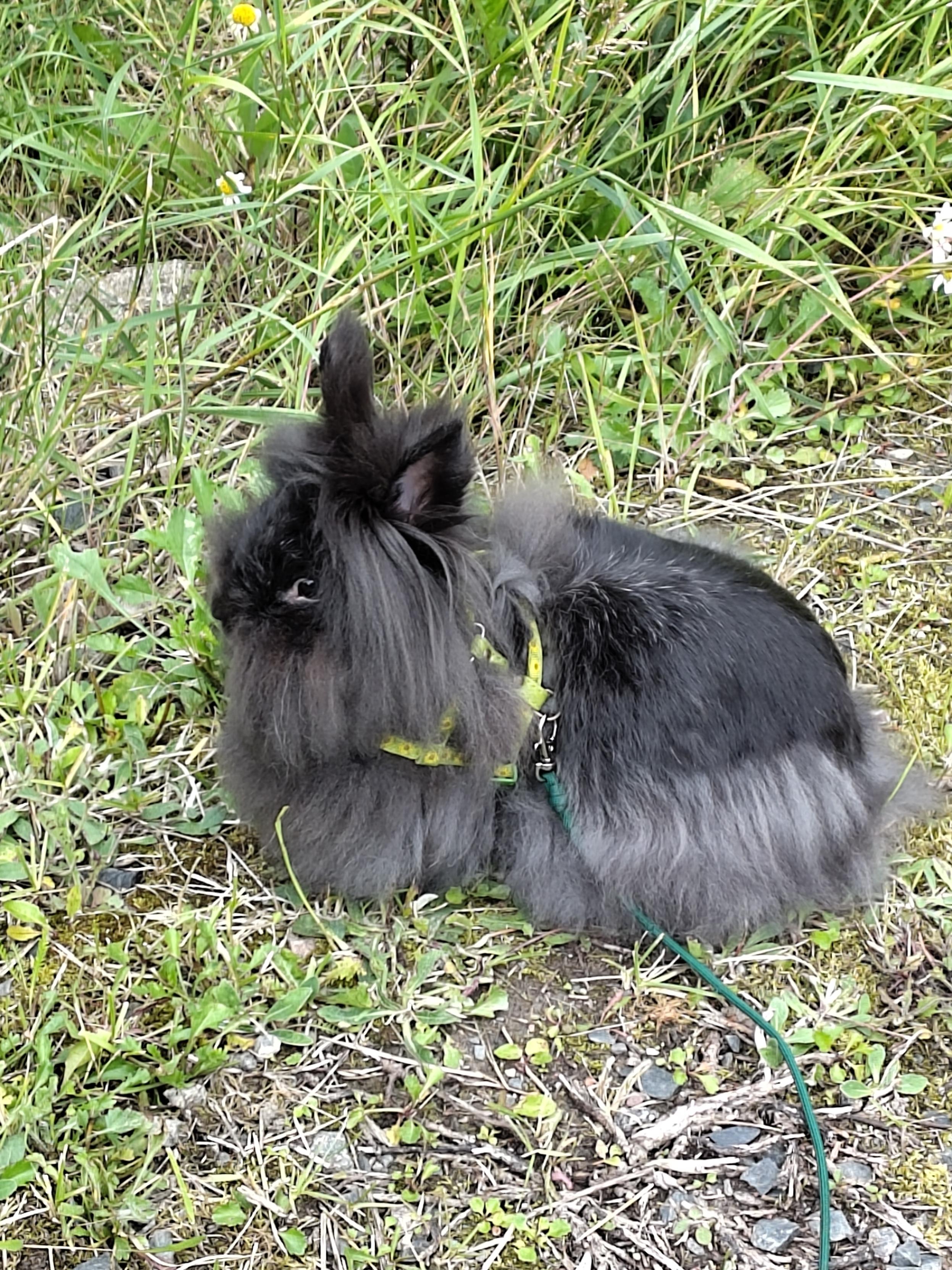 Very floofy black lionhead rabbit on a garden stroll, wearing harness and leash.