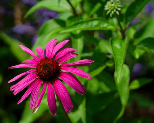 Purple Conefloewer with 20 or so purple petals in to the bottom right with long sharp-tipped foliage below