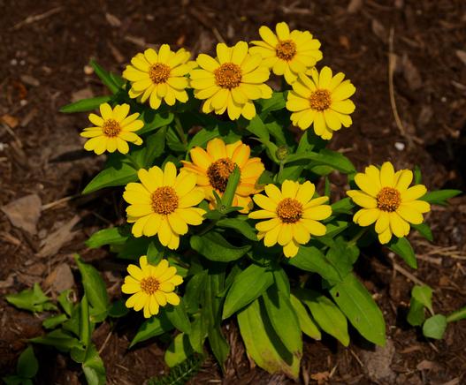 10 lovely yellow flowers with thick petals growing out of clump of slightly yellowed green vegetation on brown mulch