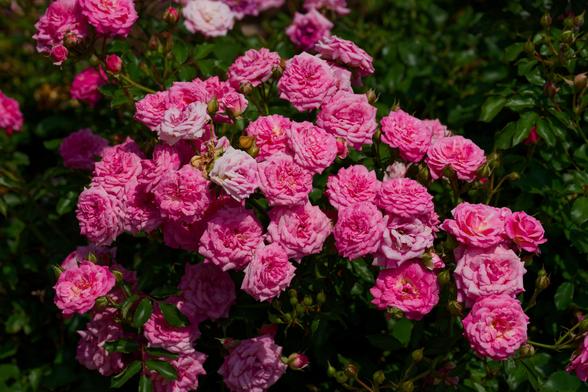 Numerous pink roses with lots and lots of petals with dark green foliage almost entirely filling the background