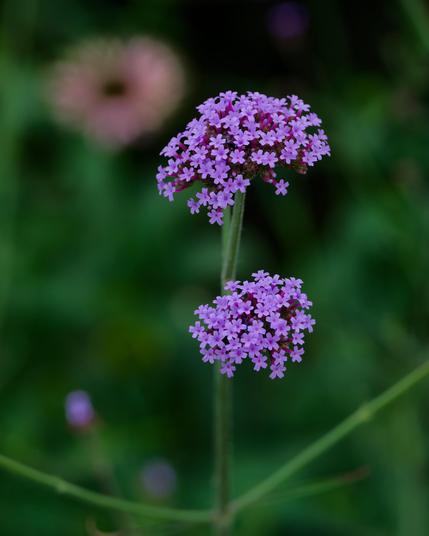 Two clusters of tiny pink flowers stacked on top of each other on a trifurcated stem with a pale blurry flower in the background,  indistinct green and black blobs far away and a few spots of purple in the background
