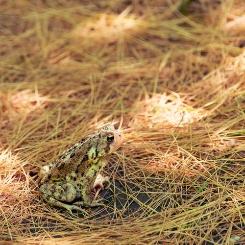 Even if you were sighted you might struggle to see a little toad with camouflage on the ground covered with scattered pine needles, a little bare earth and occasional spots of bright light coming through the canopy. 