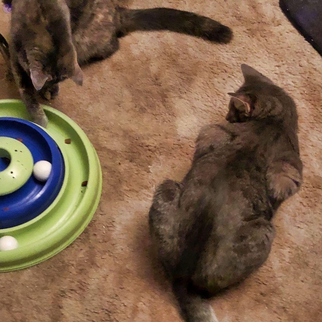 Two older kittens, shot from above, are on a beige carpet. The dilute tortoiseshell kitten is sitting up, with her paw in the track of a multi level trackball toy, which has treats in the tracks. While the other kitten, a gray tabby who is bigger and longer, lies on his belly nearby, with his full attention upon her.