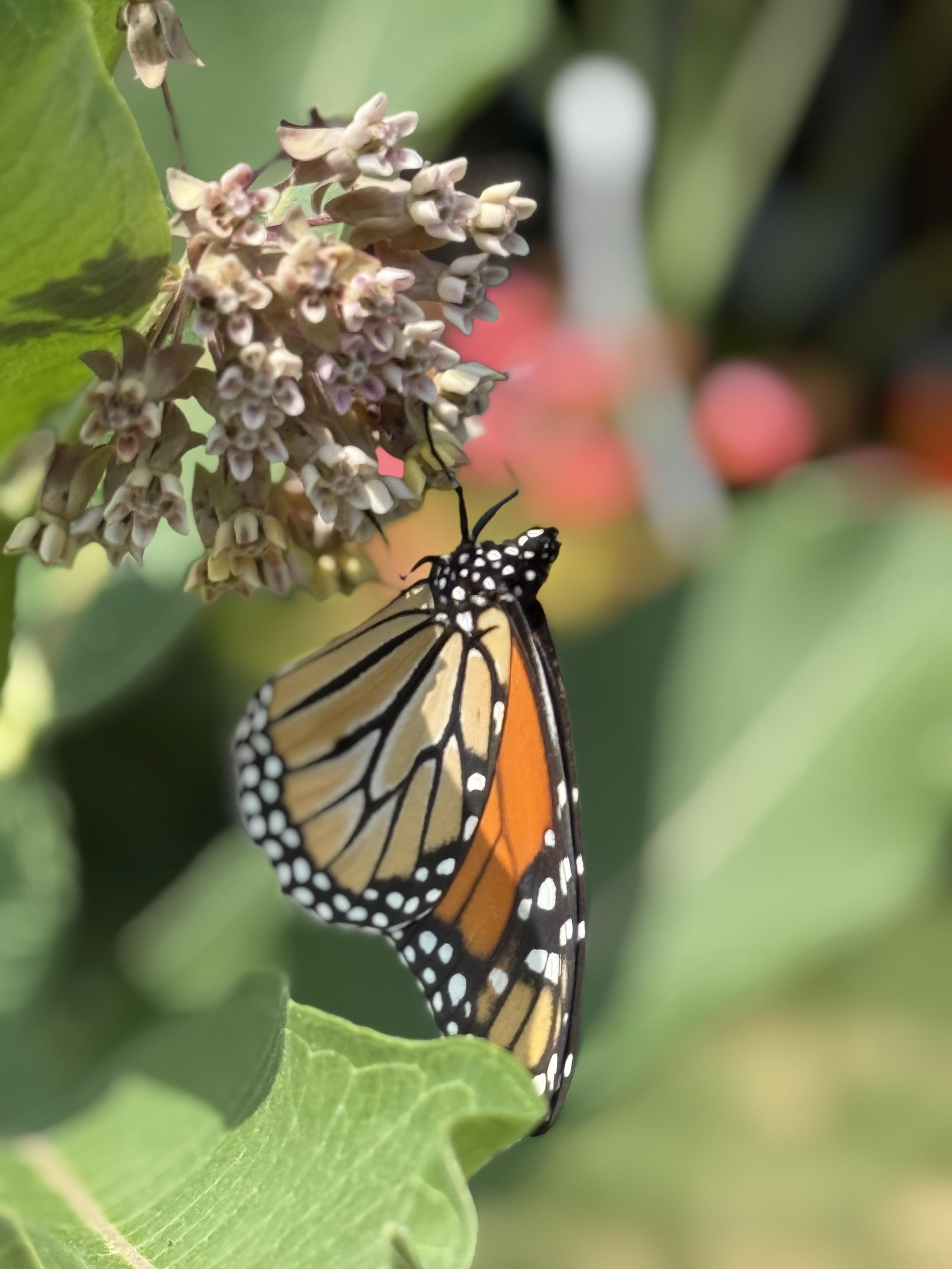 Close up of a monarch butterfly, wings folded, on the pink globe flower of milkweed. Background I blurred green