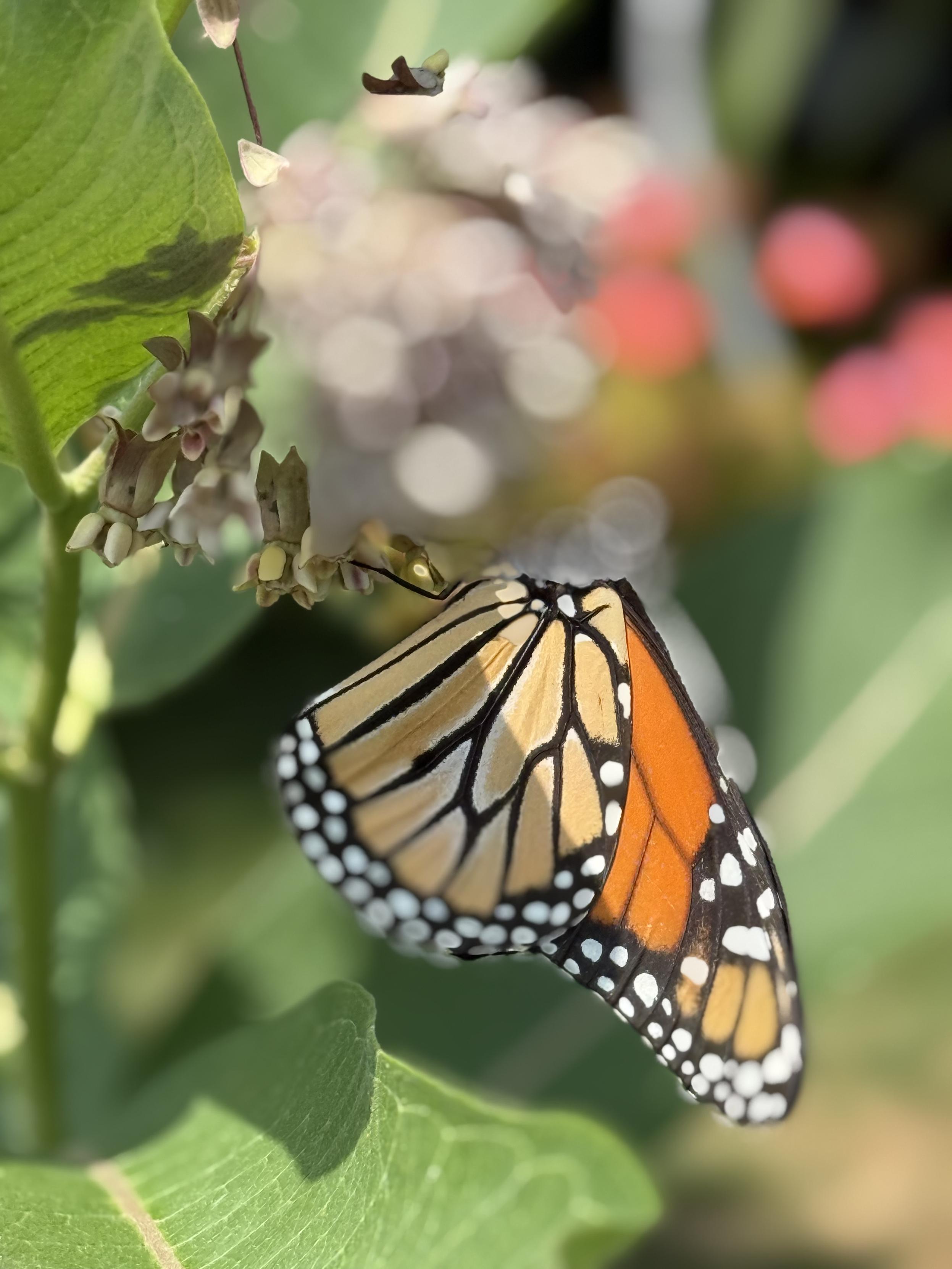 Close up of a monarch butterfly, wings folded, on the pink globe flower of milkweed. The pink globe looks like a blurred disco ballBackground I blurred green
