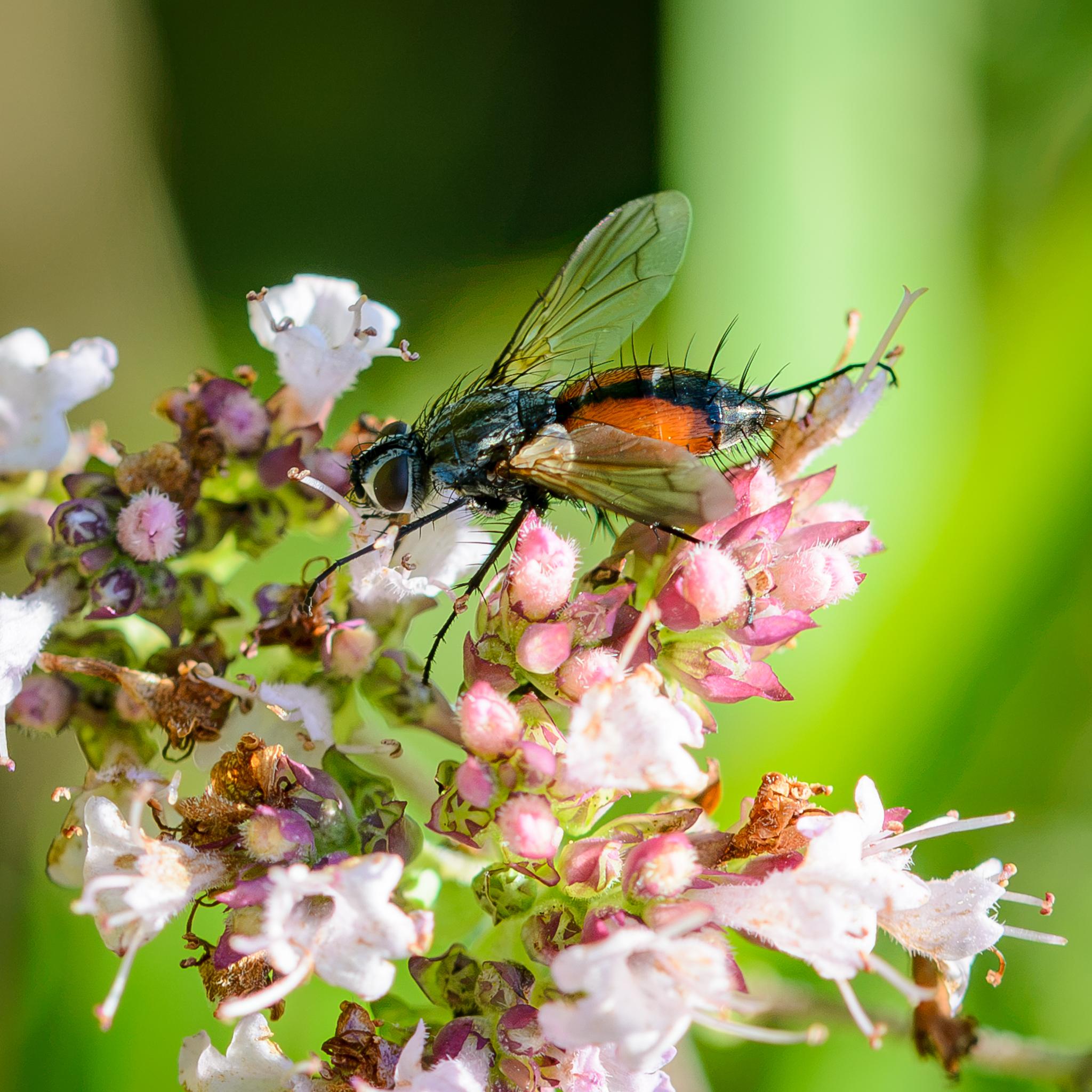 A fly seen side on on some pink and white flowers. The fly has a large head with a white face and brick red compound eyes separated by a wide dark stripe. The thorax is grey and black like many tachnid flies, but the abdomen is luminous orange, divided by a central black stripe, and with a black tip. There are many strong black bristles, especially towards the end of the abdomen. The legs are black, while the wings are clear grey with a hint of smoky brown near the roots.