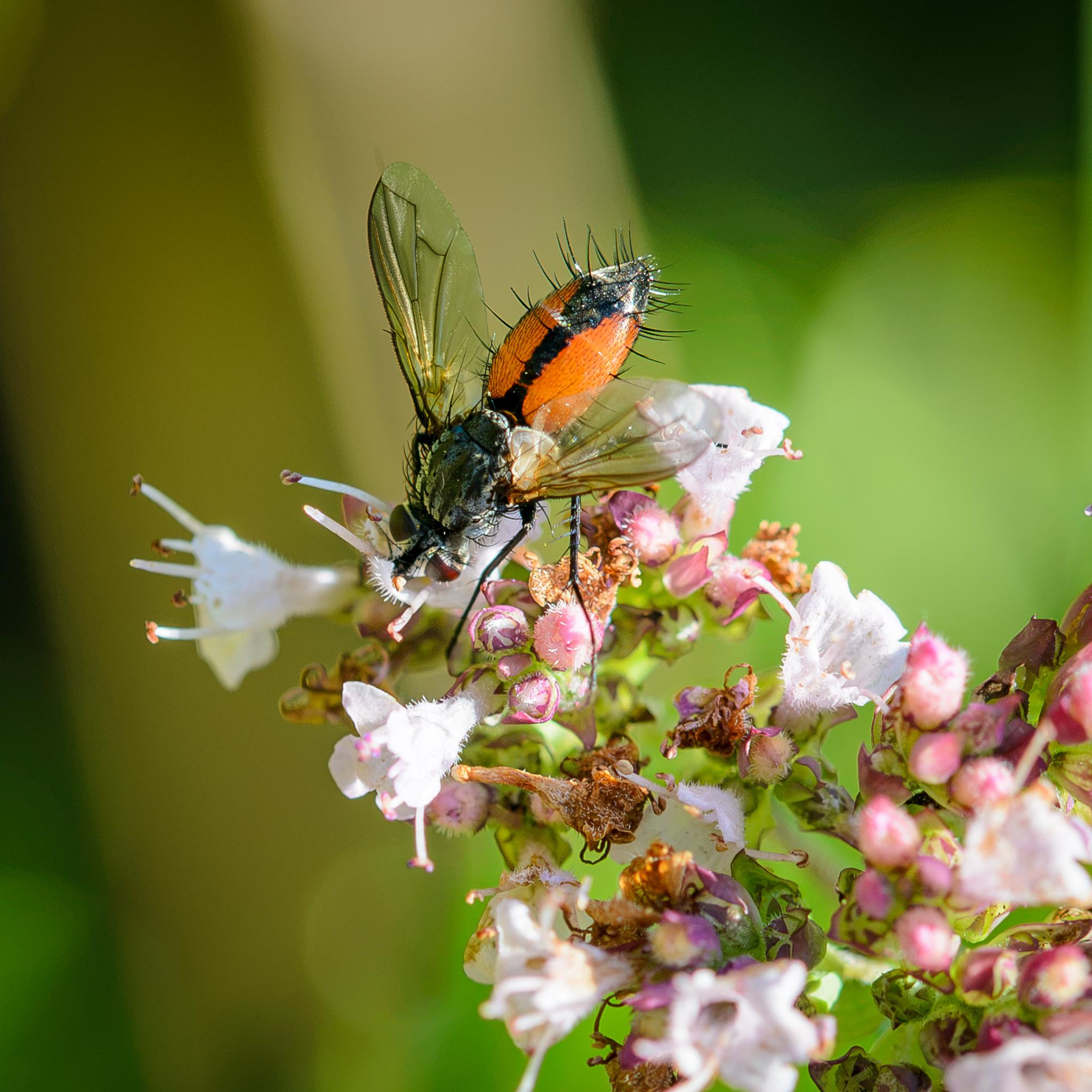 The same fly seen from above, showing the pattern on the orange and black abdomen in more detail, as well as the grey and black striped and patchy thorax. The eyes are widely separated, suggesting that this a female.