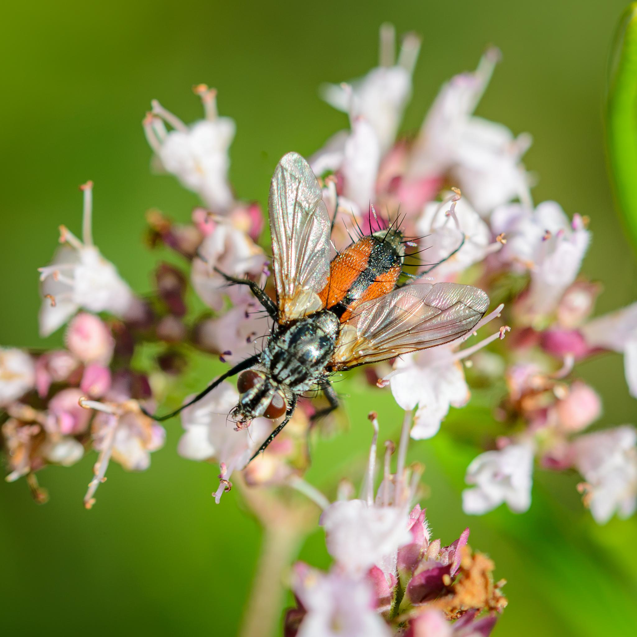 Another view from above, with the wings and their venation more clearly in focus.