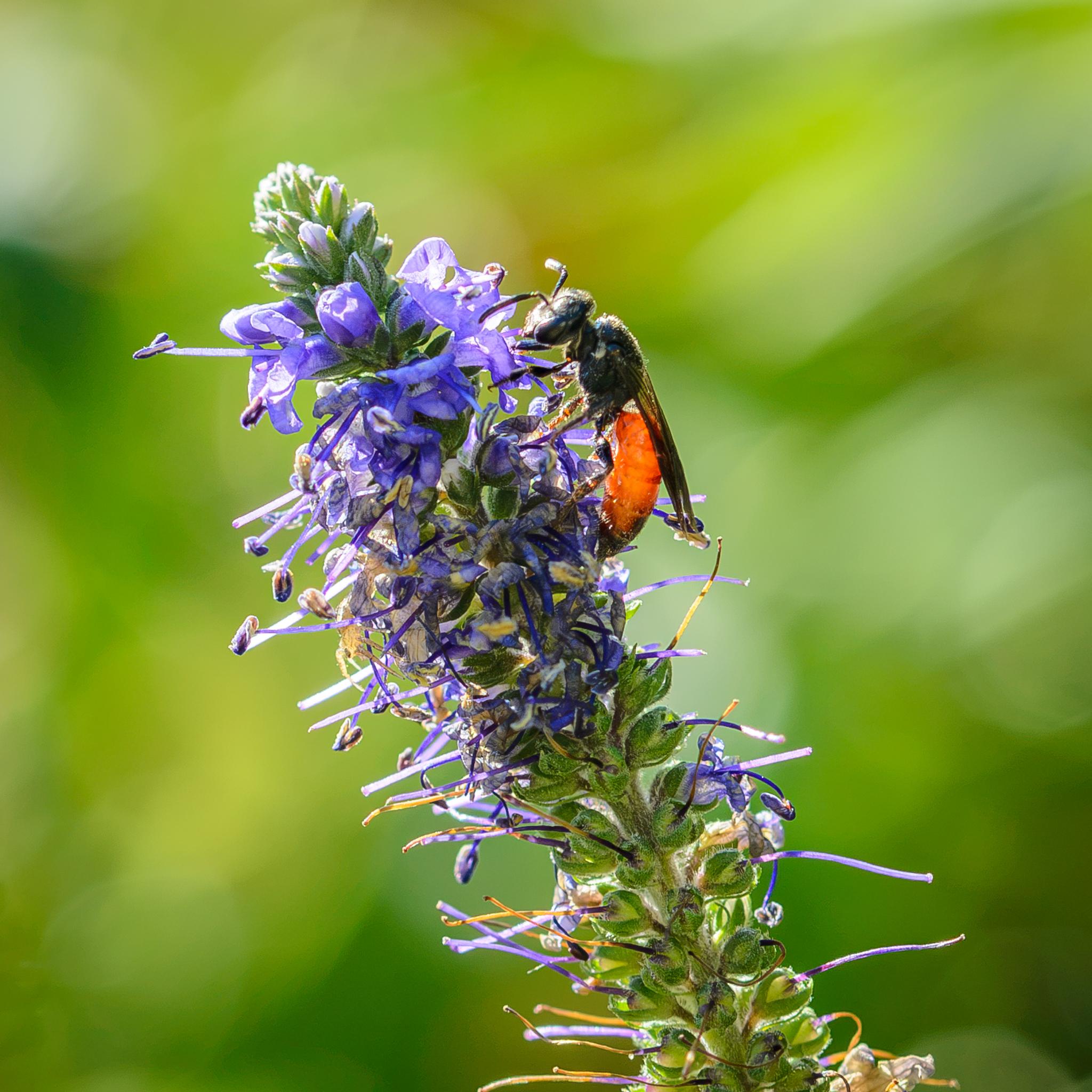 A small bee seen side on, back illuminated by the Sun, on a blue-purple flower. The bee has a black head and thorax, with some small white patches on the sides, black-brown bent antennae, and black legs with some reddish hairs. There are some short white hairs on the top of the thorax. The abdomen is luminous orange for the first three tergites, then turning half black and fully black on the final two. There are some fine hairs on the underside. The wings are clear dark brown.