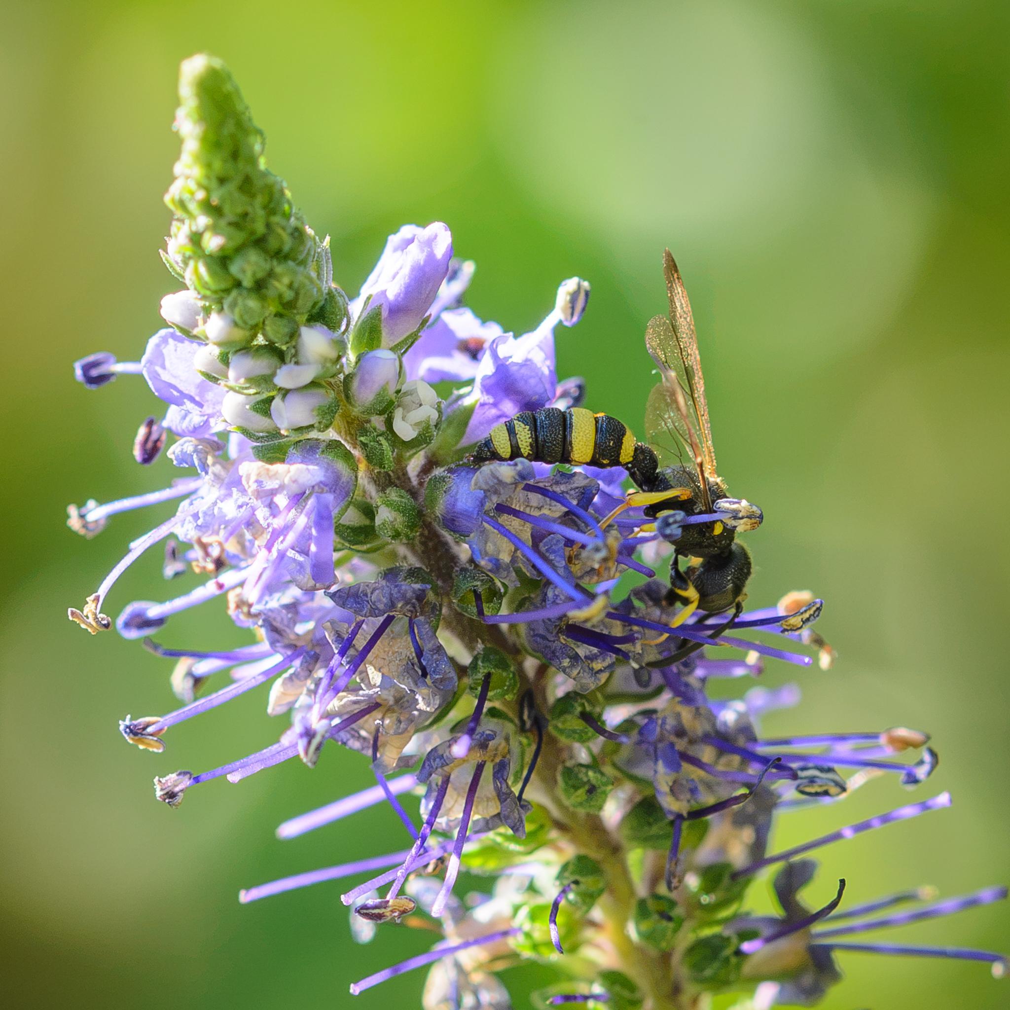 A small black and yellow wasp seen side on, feeding from some blue-purple flowers. The wasp has a black head and black compound eyes, with black antennae. The thorax is quite bulbous and has some yellow patches. The abdomen starts with a narrow-ish black waist, then a tergite with yellow and black. The next tergite is all yellow, a characteristic of this species, before the next one is all black. Then some yellow patches, a yellower tergite, then black. The abdomen has a kind of "Michelin man" look and all the tergites are dimpled. The legs are black at the top of the femora, turning yellow lower down. The wings are clear amber.
