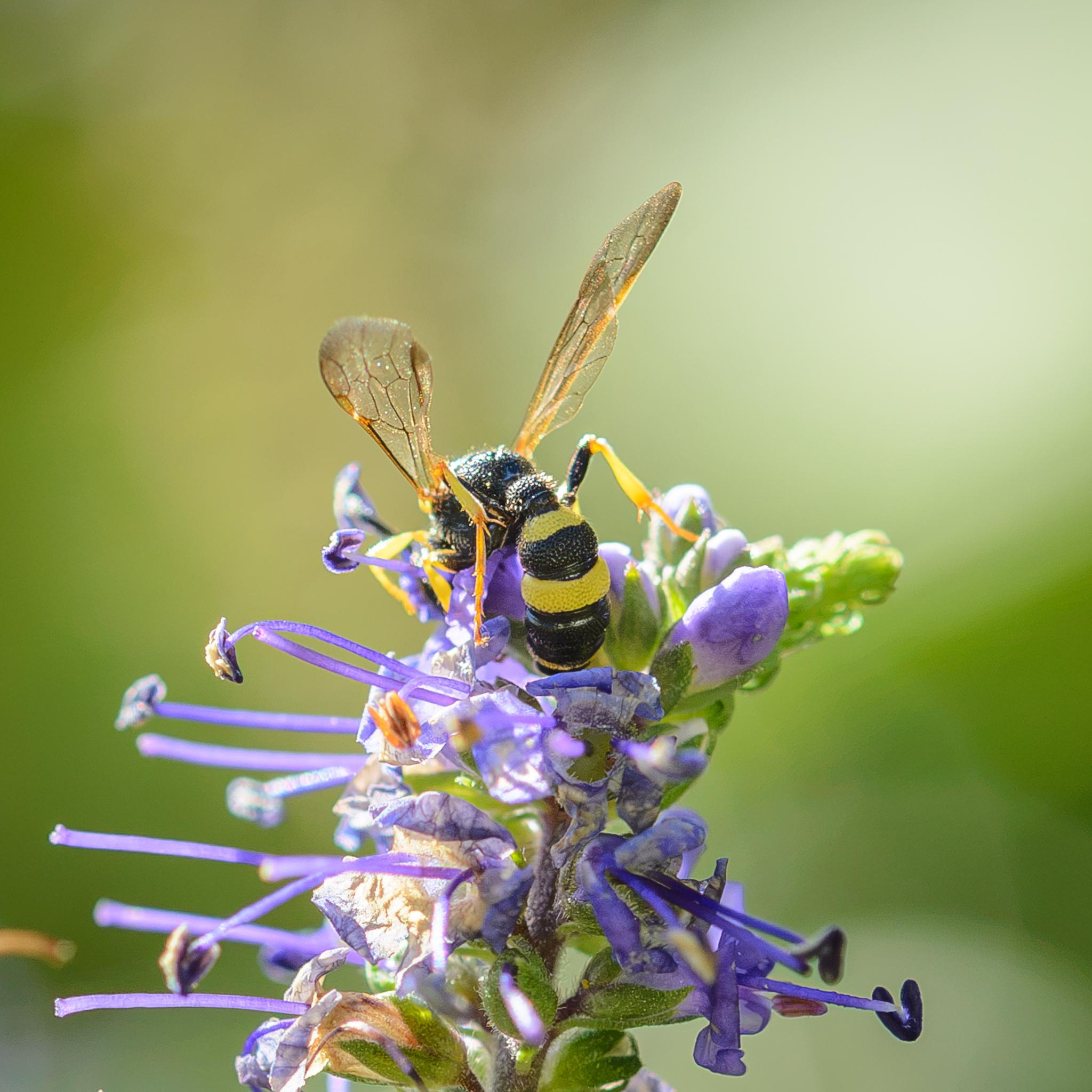 A view from behind, showing the Michelin man abdomen again, plus the hind legs and wings in more detail.