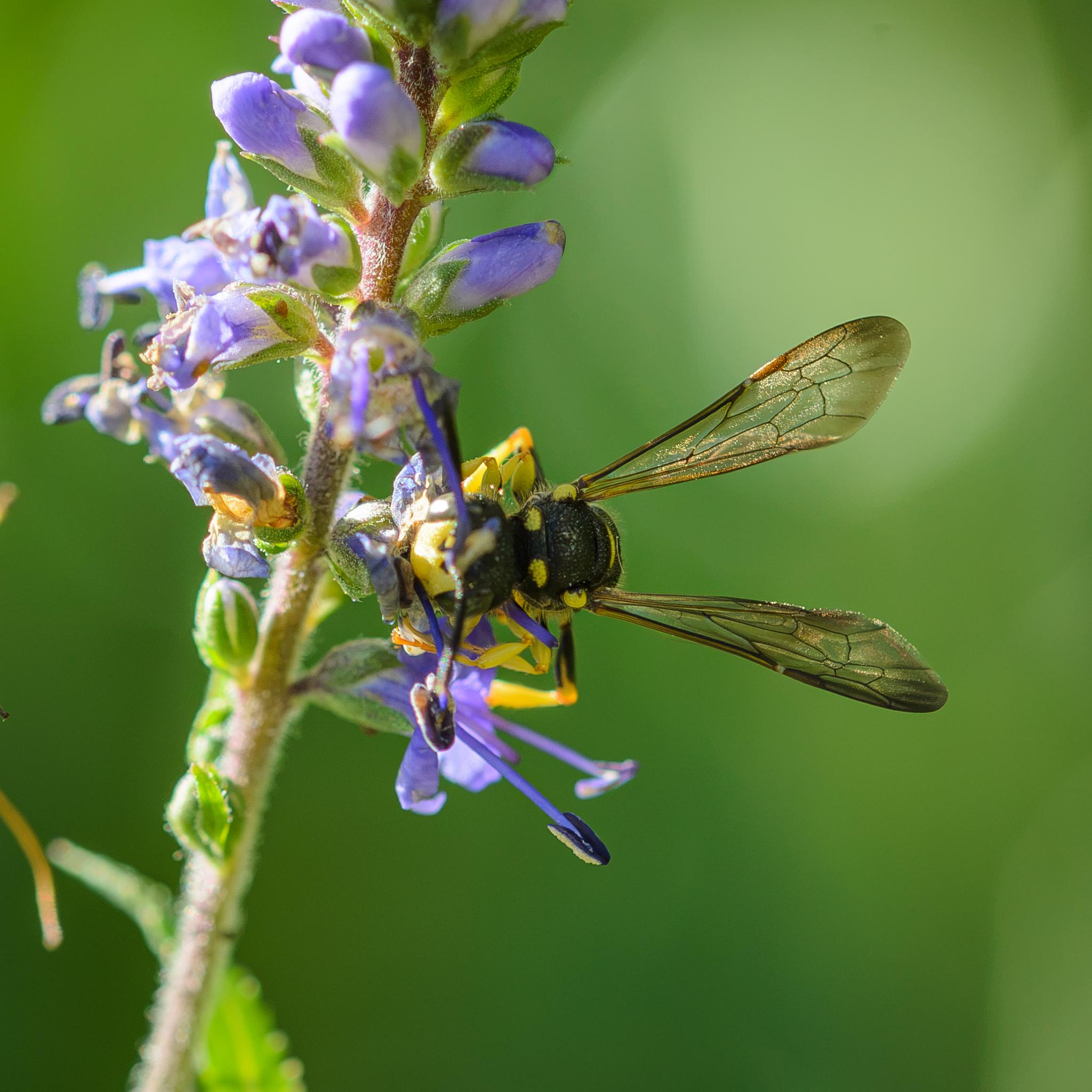 A view from in front, showing a pair of yellow patches at the front of the abdomen and yellow blobs around the wing roots. The wings are particularly clear in this shot, showing their clear amber colour and slight shading to brown near the ends, with dark veins.