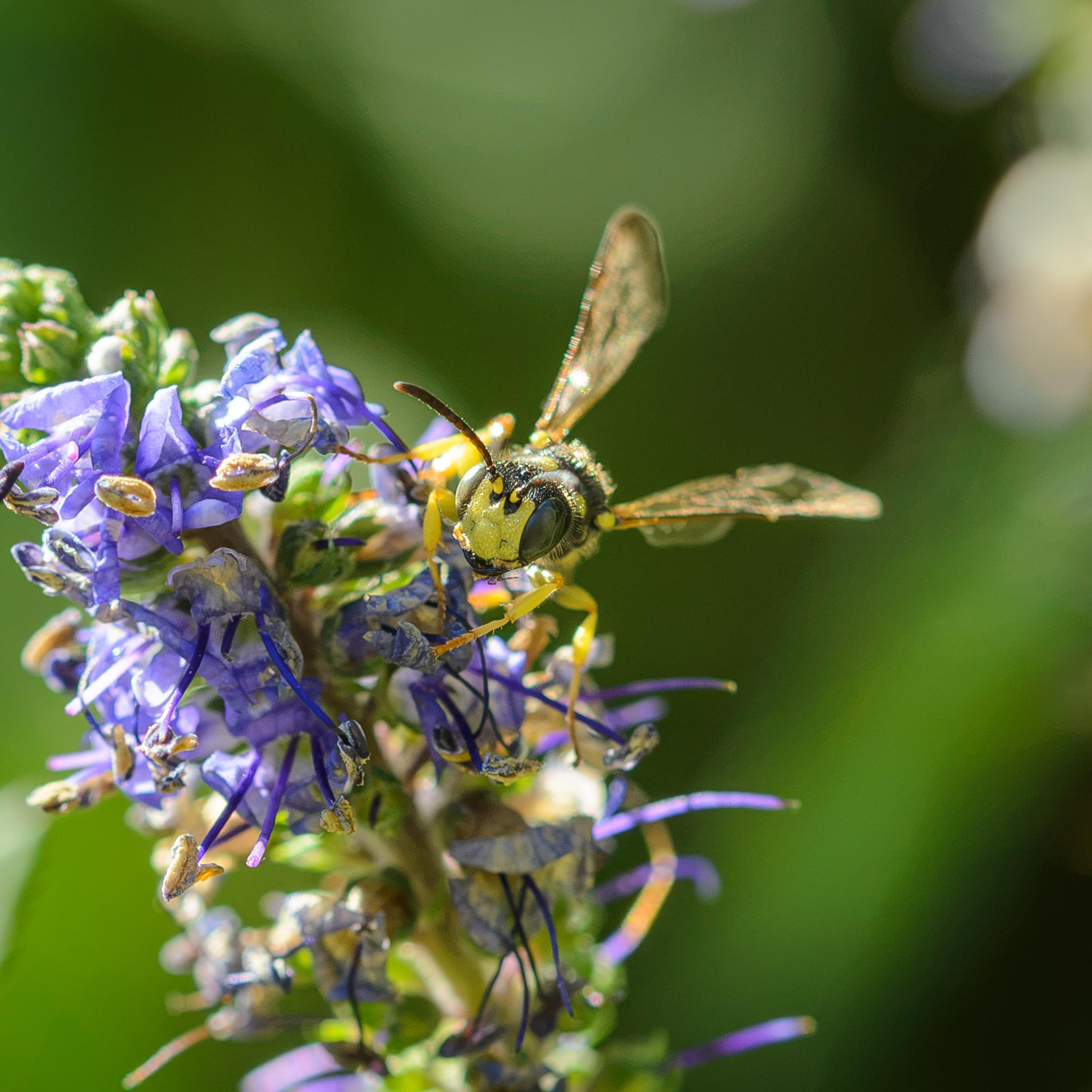 A shot showing the face of the wasp straigh on. It's mostly yellow between the black compound eyes,  with some black at around the base of the antennae, which themselves start as yellow and turn brown. The mandibles are black.