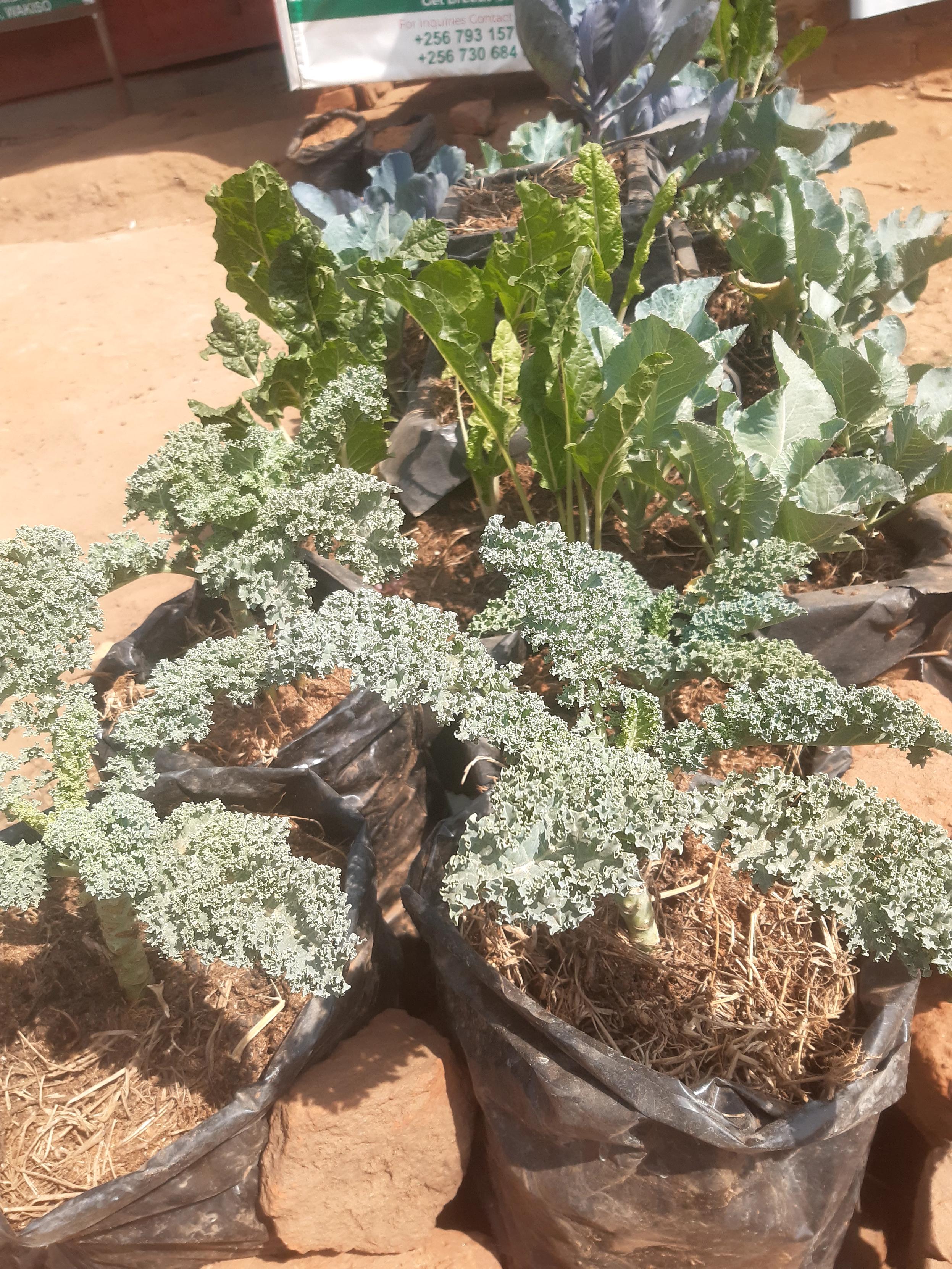 Vegetables wilting up