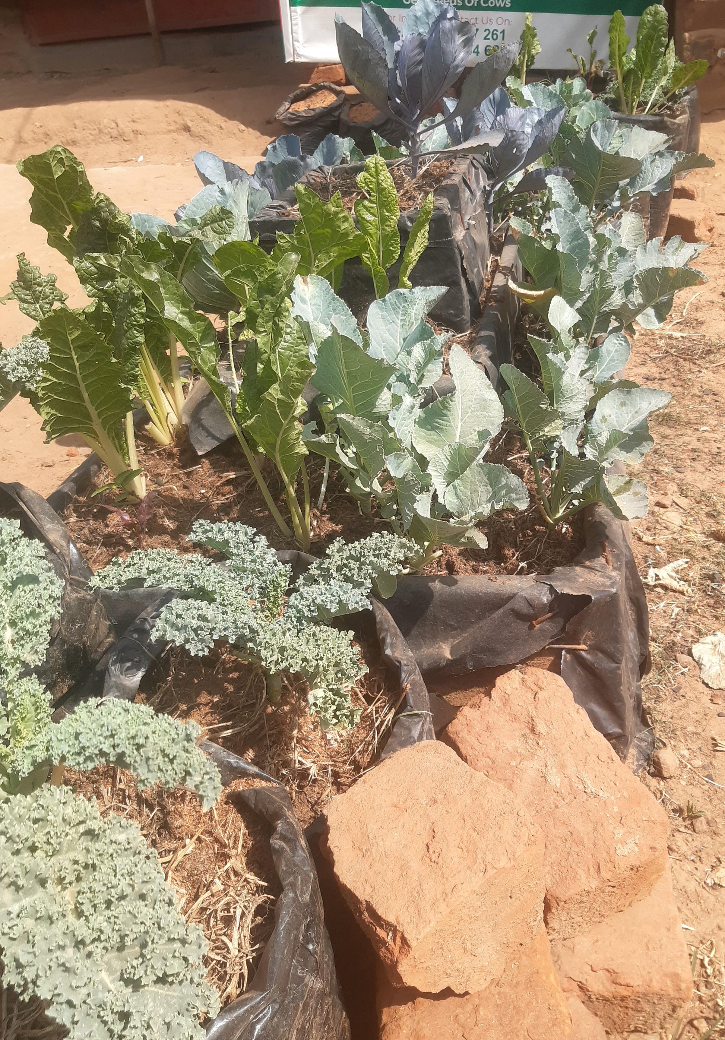 Lots of vegetables