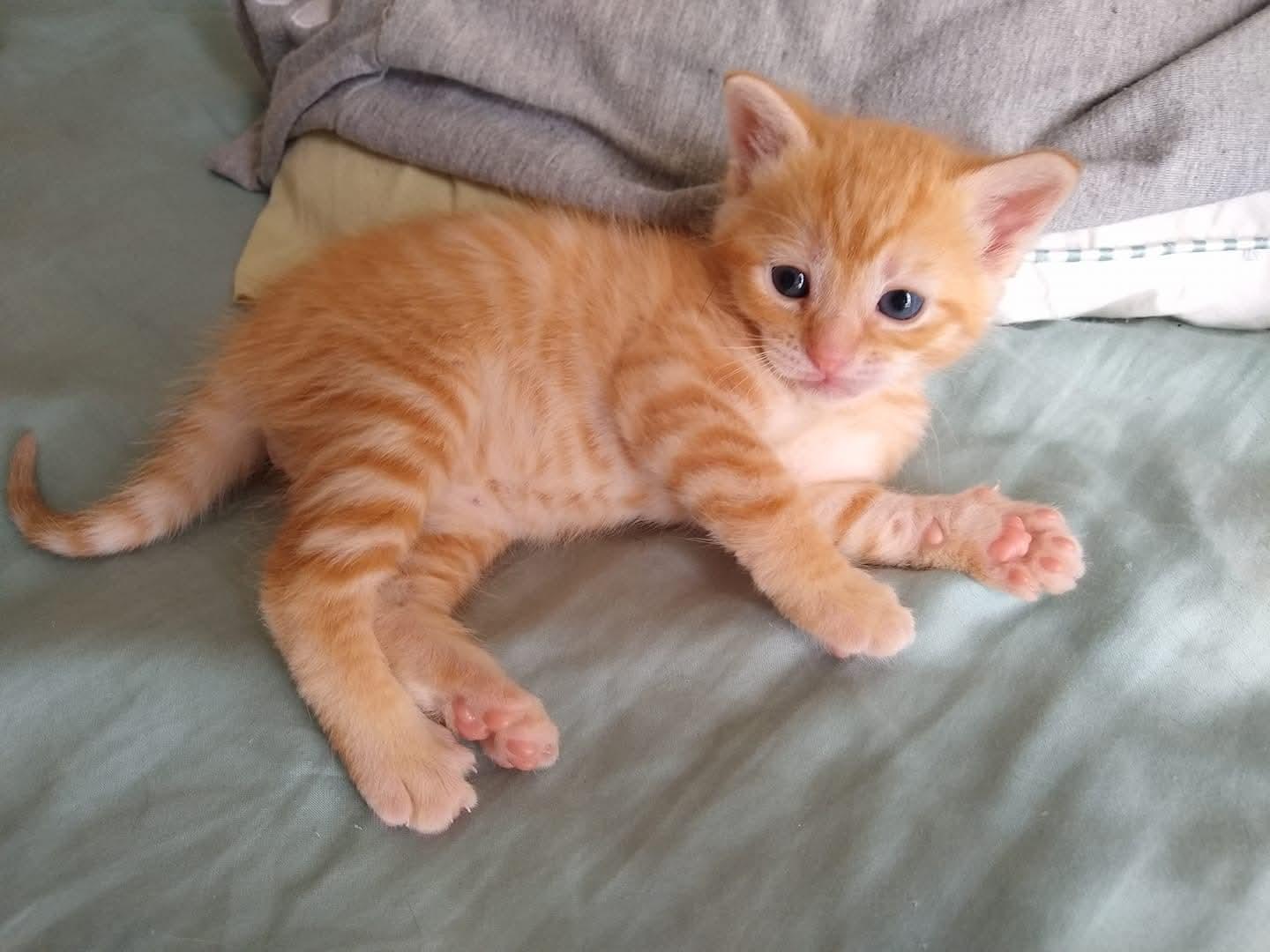 A midsized orange kitten lounging on his side. He has adorable dark orange stripes on his body and little pink paw pads.