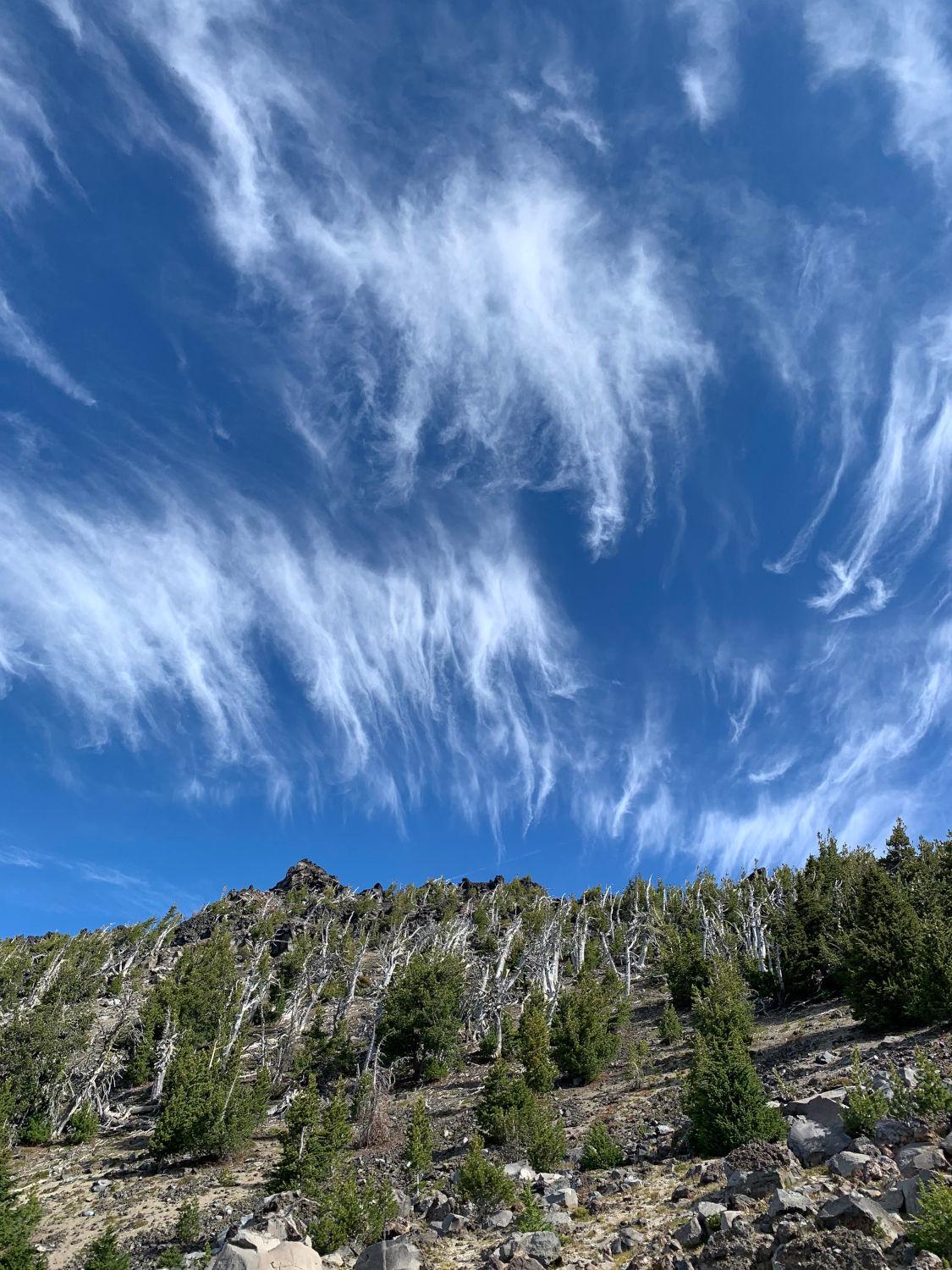 Wispy clouds against blue sky, seeming as if the twisty lodgepole pines below are vaping vigorously.