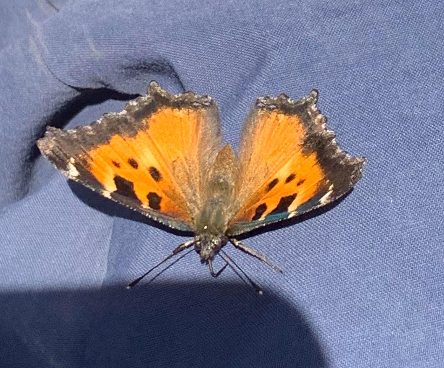 California Tortoiseshell butterfly sitting on my leg