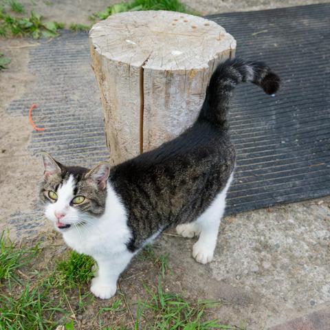 Grey tabby cat with a lot of white dilution around her legs and face stands with her tail up in front of a big stump on a rubber mat